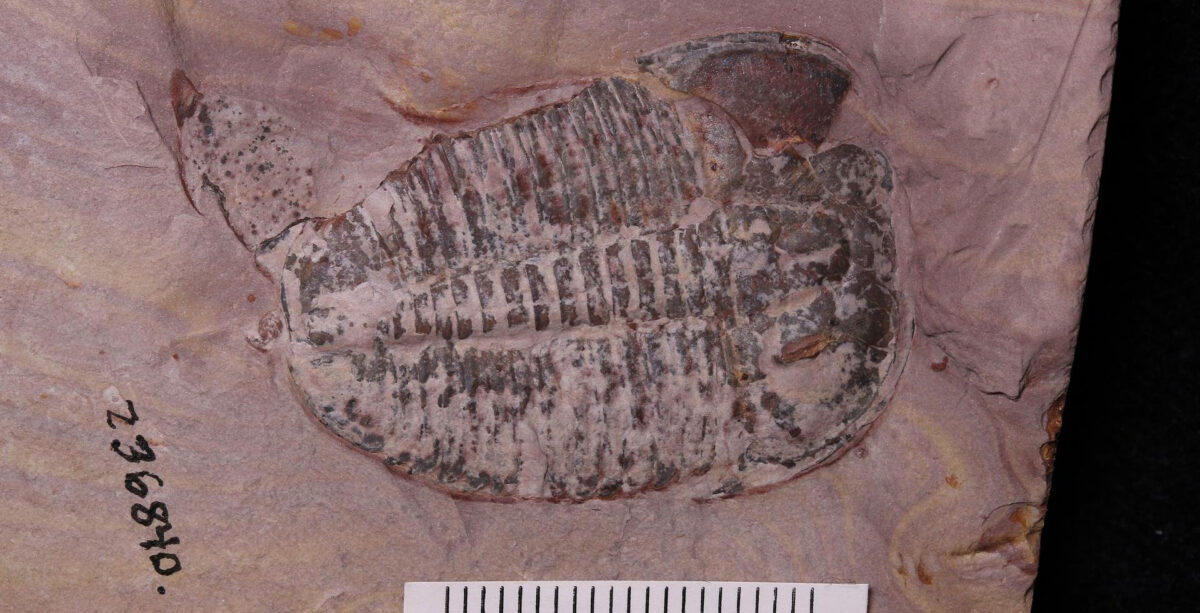 Photograph of the trilobite Elrathia kingi from the Cambrian of Utah. The trilobite has a short, broad head with short spines projecting backwards off the side. The remainder of the body is made up of short, broad segments. The trilobite has no other spines. The animal is about 2.5 to 3 centimeters long.