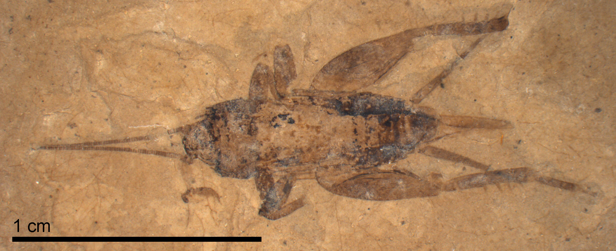 Photograph of a fossil cricket from the Eocene Green River Formation of Colorado. The fossils shows the characteristic long rear legs with short spines sticking out from their sides.