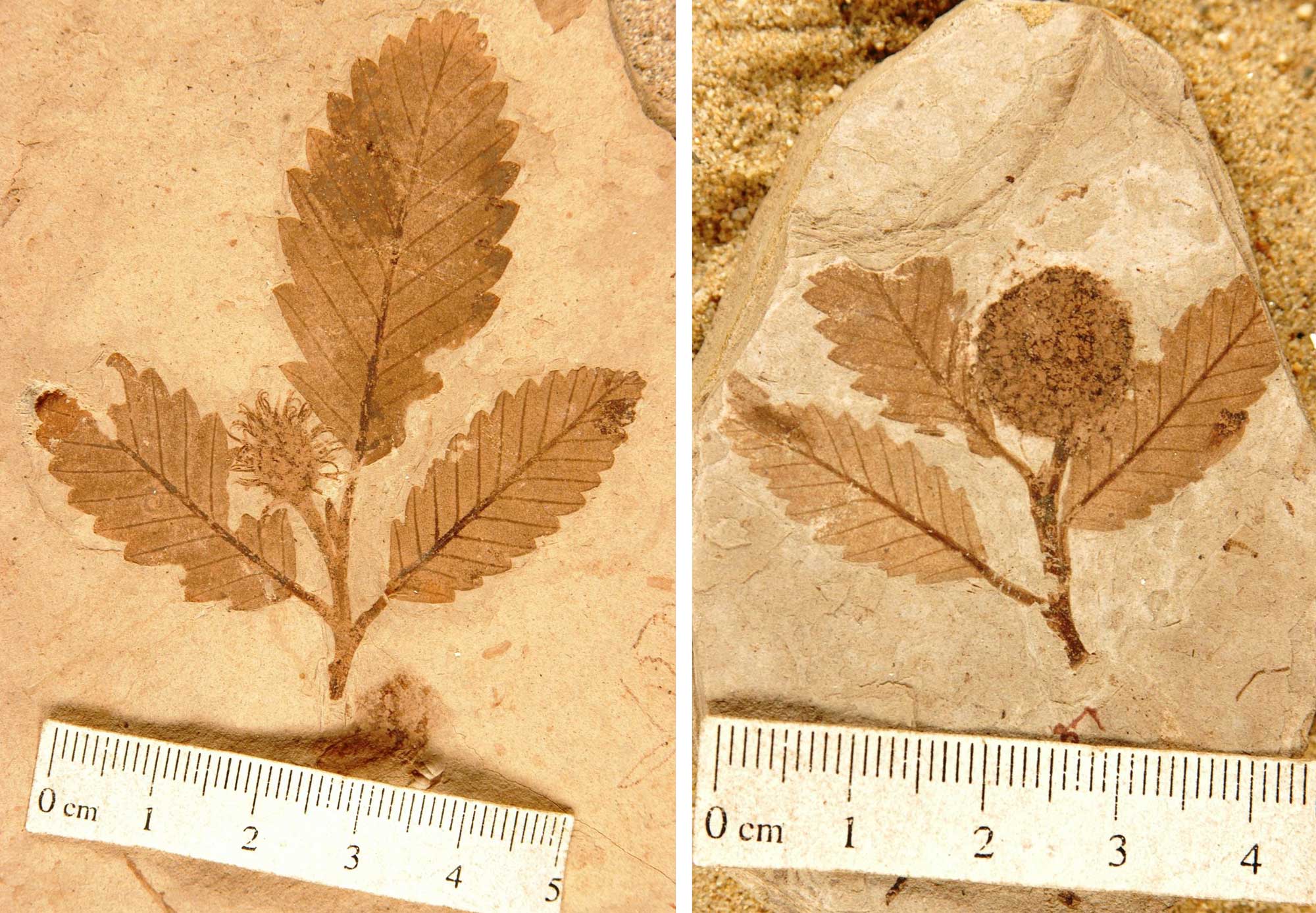 2-panel image showing fossil branches of Fagopsis, a tree in the beech family. Both photos show a small branch with alternating simple leaves that have pinnate venation and toothed margins. The image on the left also shows a female reproductive structure, which looks like a spiky ball. The image on the right shows a male reproductive structure, which looks like a round, fuzzy ball.