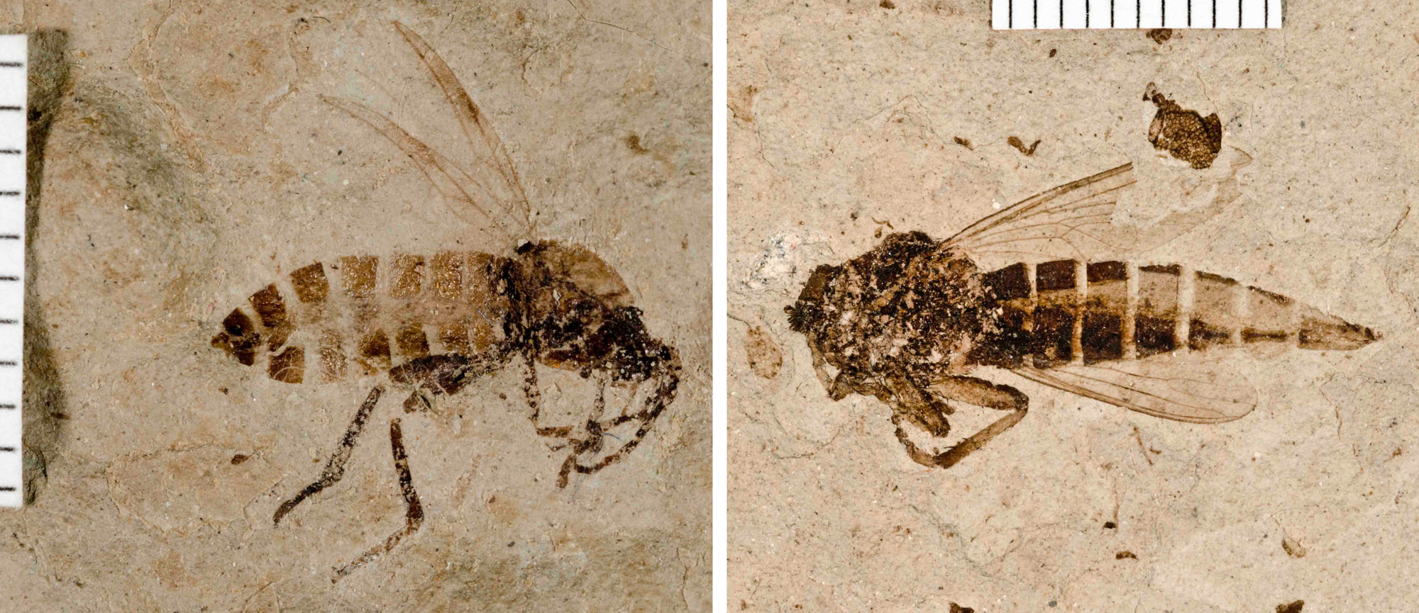 2-panel image showing photos of flies from the Eocene of Florissant, Colorado. Panel 1: A true fly in lateral (side view). The wings are extended from the back of the body and two of the legs are clearly hanging down. Panel 2: A robber fly in lateral (side) view. The legs are folded up and two wings can be seen. The body is elongated.