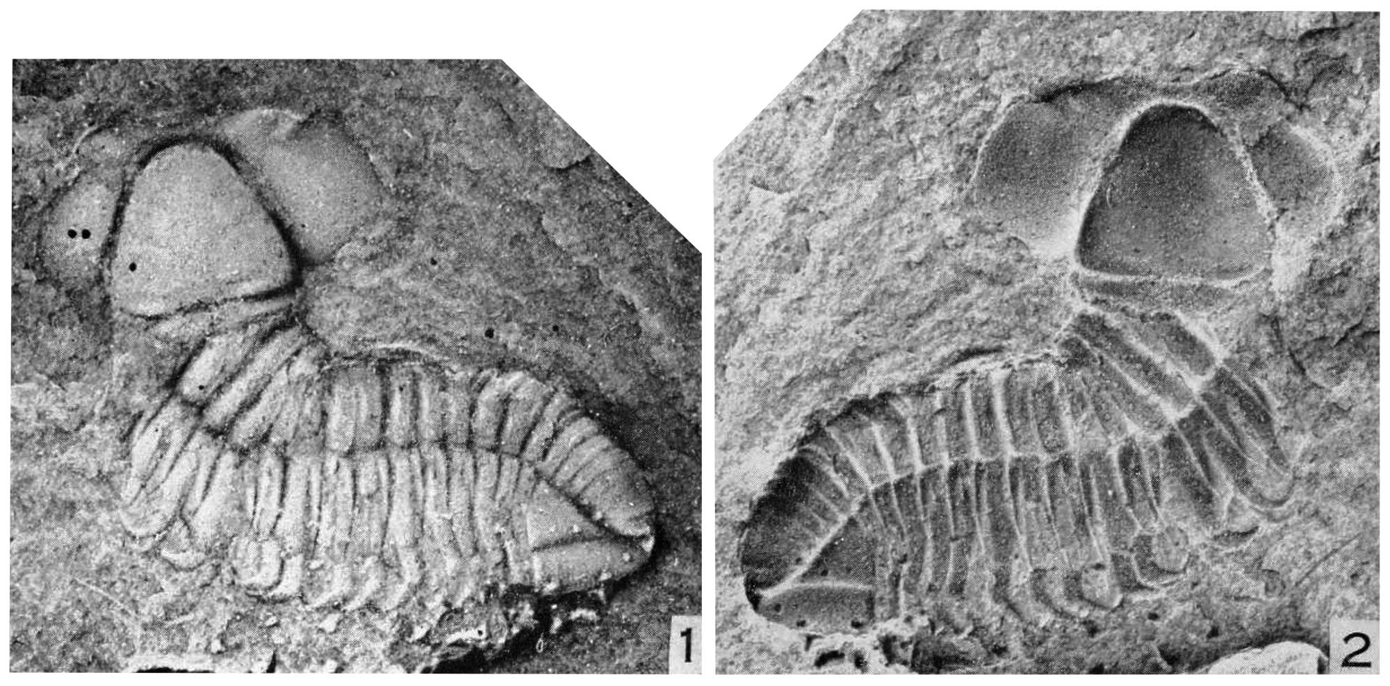 Two photographs of Florida's only known trilobite fossils, Plaesiacomia exsul.