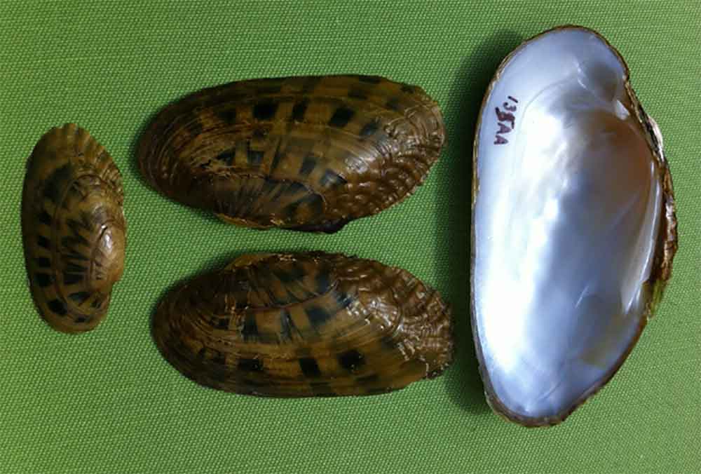 Photograph of shells of the fluted kidneyshell mussel.