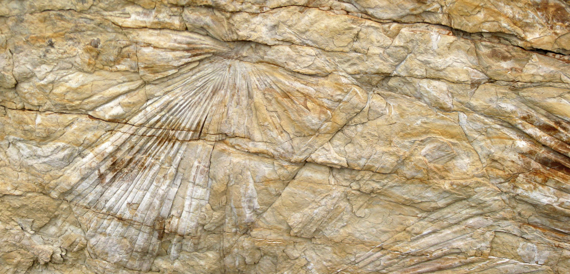 Photograph of palm frond impressions from the Cretaceous of Colorado. The photo shows a light brown vertical rock face with fan-like impressions representing palm leaves.