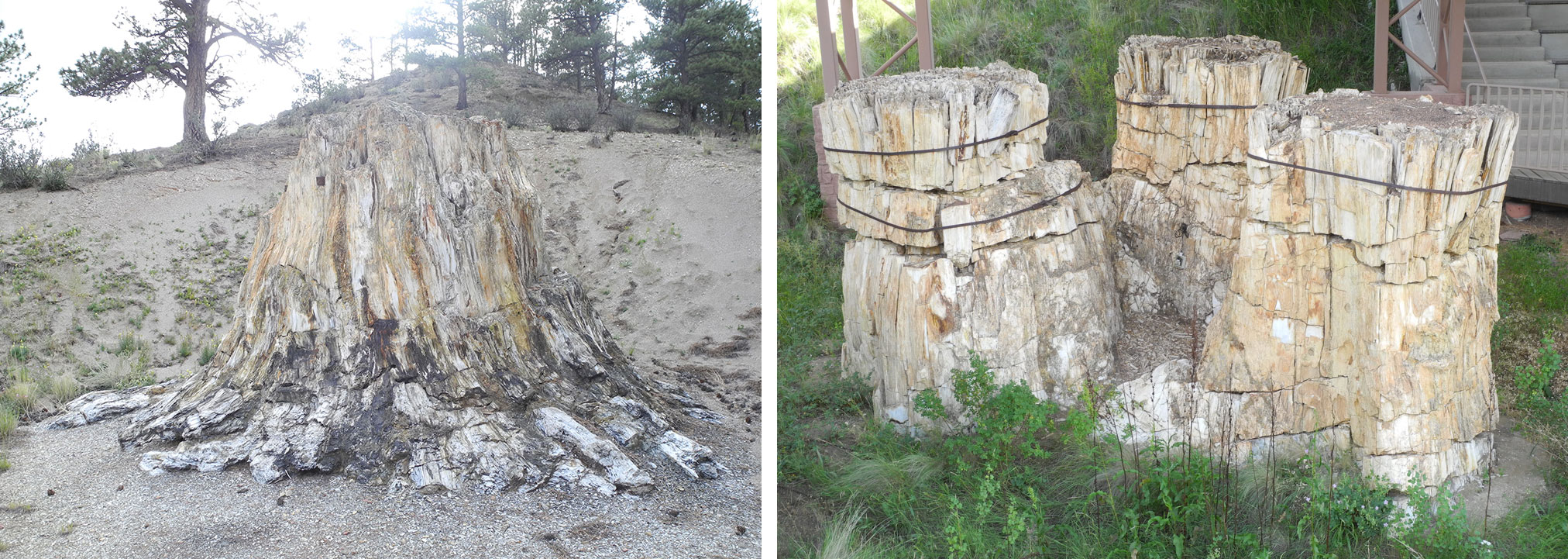 2-panel figure of fossil redwood stumps at Florissant Fossil Beds in Colorado. Panel 1: A single large stump. Panel 2: A grouping of three large stumps.