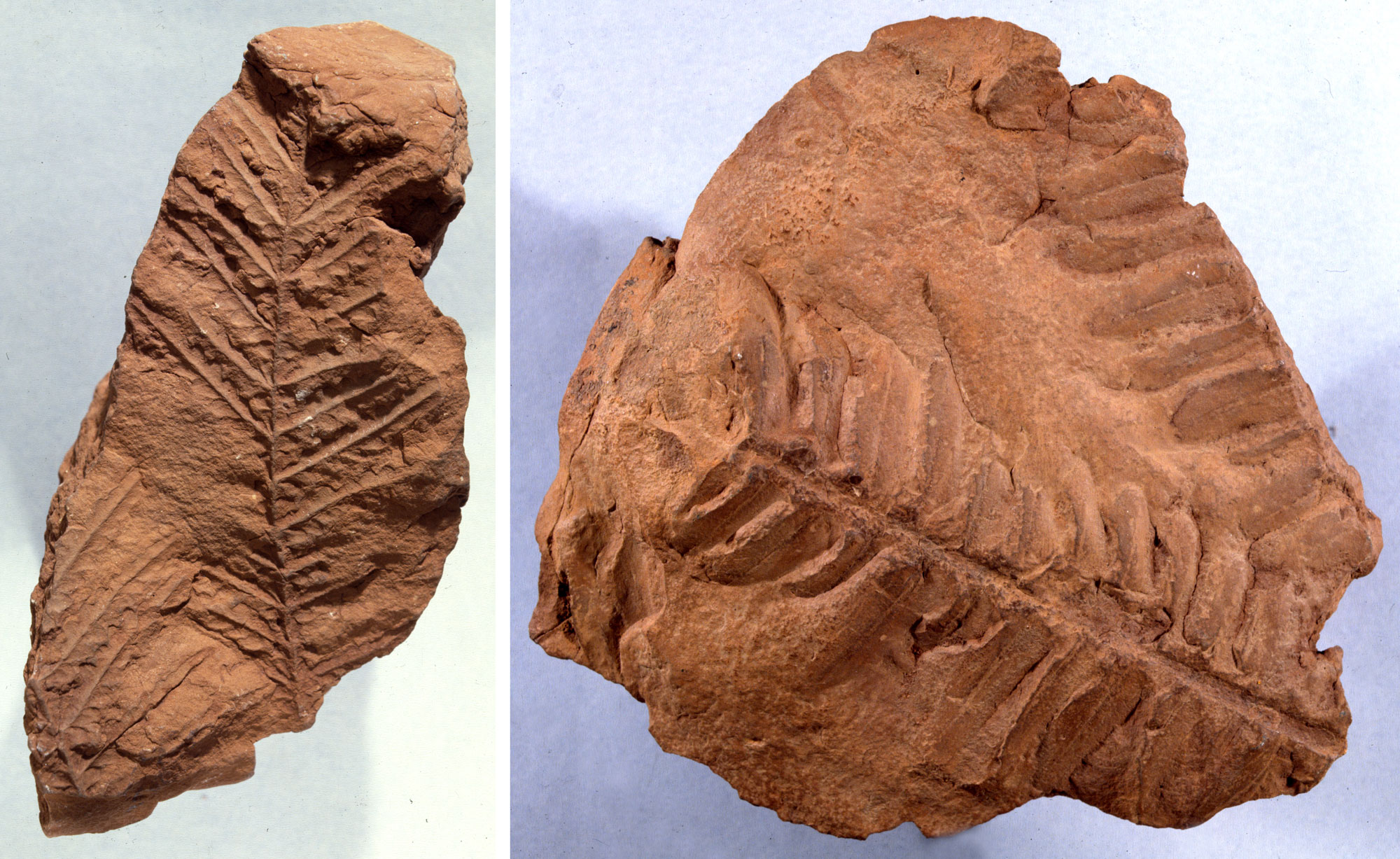 2-panel figure showing photos of unidentified seed fern fronds from the Permian Hermit Formation, Grand Canyon. Panel 1: Image of a large part of a frond with a fragment of a second frond to its left; the fronds are pinnately compound. Panel 2: Portions of two pinnately compound fronds.