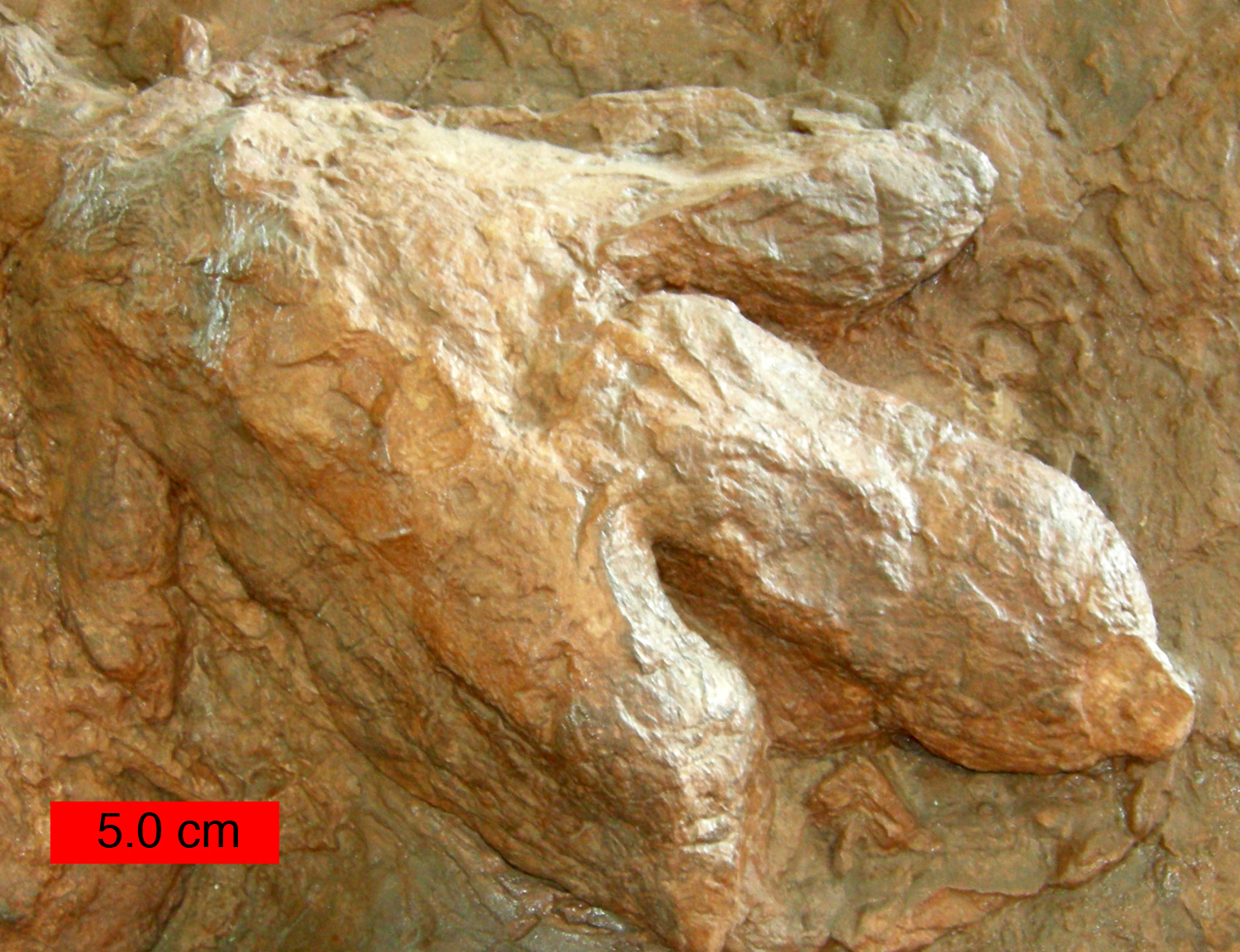 Photograph of a three-toed dinosaur footprint preserved in relief in light brown stone. The footprint is Jurassic in age. Scale bar is 5 centimeters, much shorter than the print.