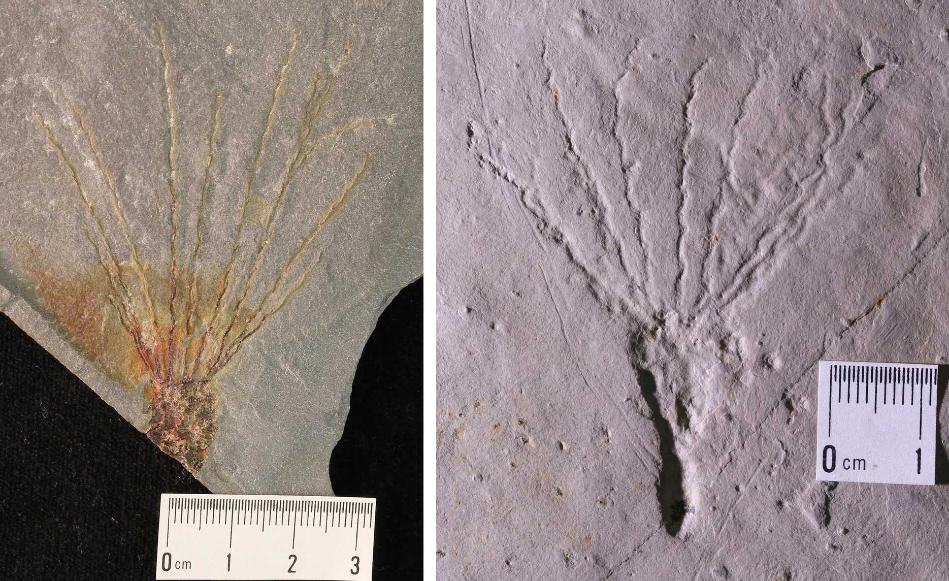 2-Panel image of fossils echinoderms from the Cambrian of Utah. Each specimen has a cone-shaped calyx with many small radiating arms coming from the top. The specimen in the left image also has a short, stout stalk. Scale bars show specimens are several centimeters long.