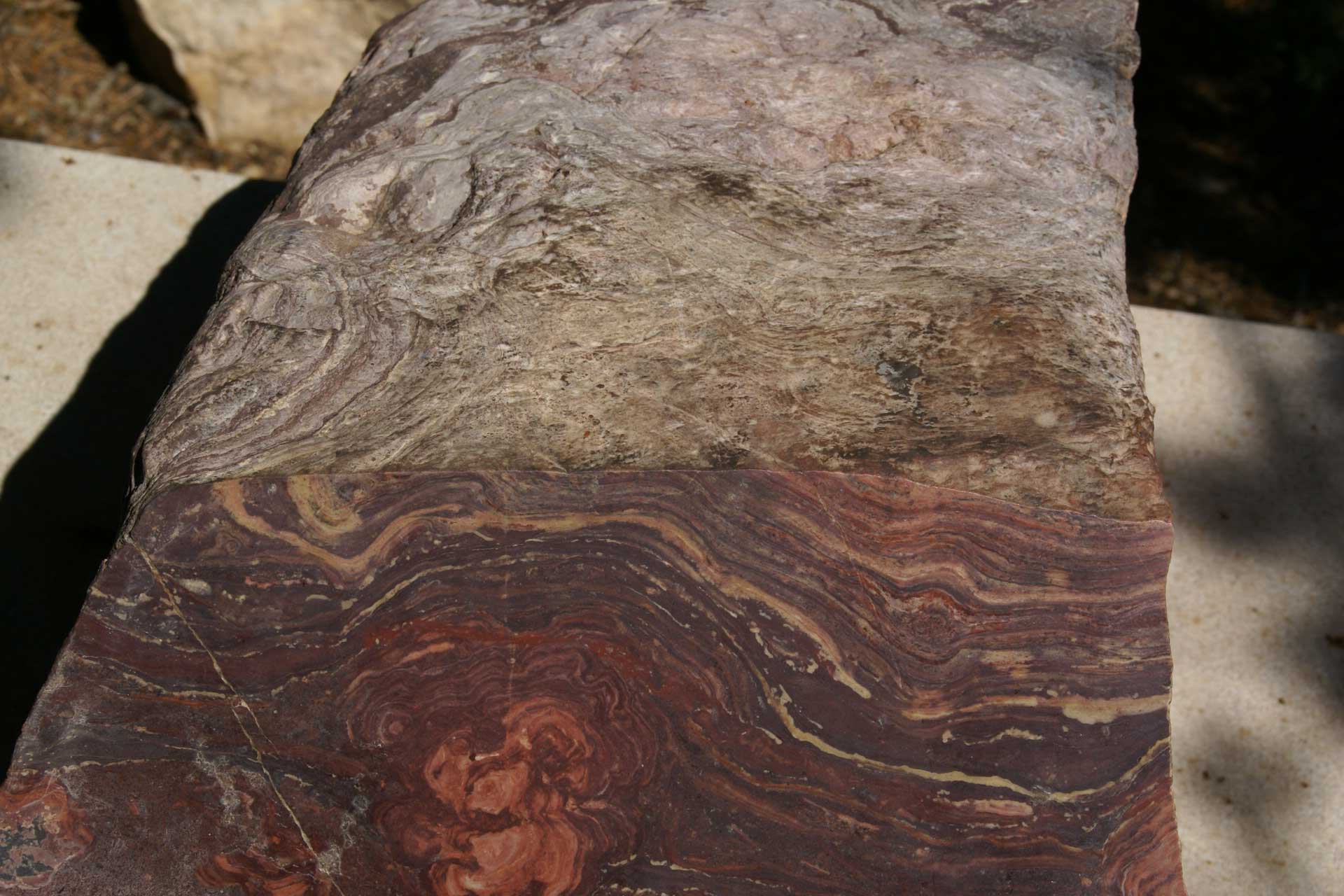 Photograph of a stromatolite fossil from the Grand Canyon.