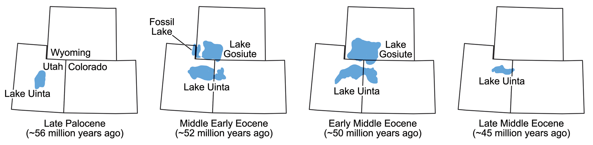 Maps of Wyoming, Colorado, and Utah at four different times in the Paleocene and Eocene showing the evolution of the Green River Formation lakes. At 56 million years ago, a small Lake Uinta occurs in central Utah. At about 52 million years ago, Lake Uinta occurs in northeastern Utah and northwestern Colorado, Fossil Lake occurs on the Utah-Wyoming border, and Lake Gosiute occurs in southwestern Wyoming. At about 50 million years ago, Lake Uinta is still present in Utah and Colorado, Lake Gosiute has enlarge, and Fossil Lake is gone. At about 45 million years ago, only a small remnant of Lake Uinta occurs, mostly in northeastern Utah.