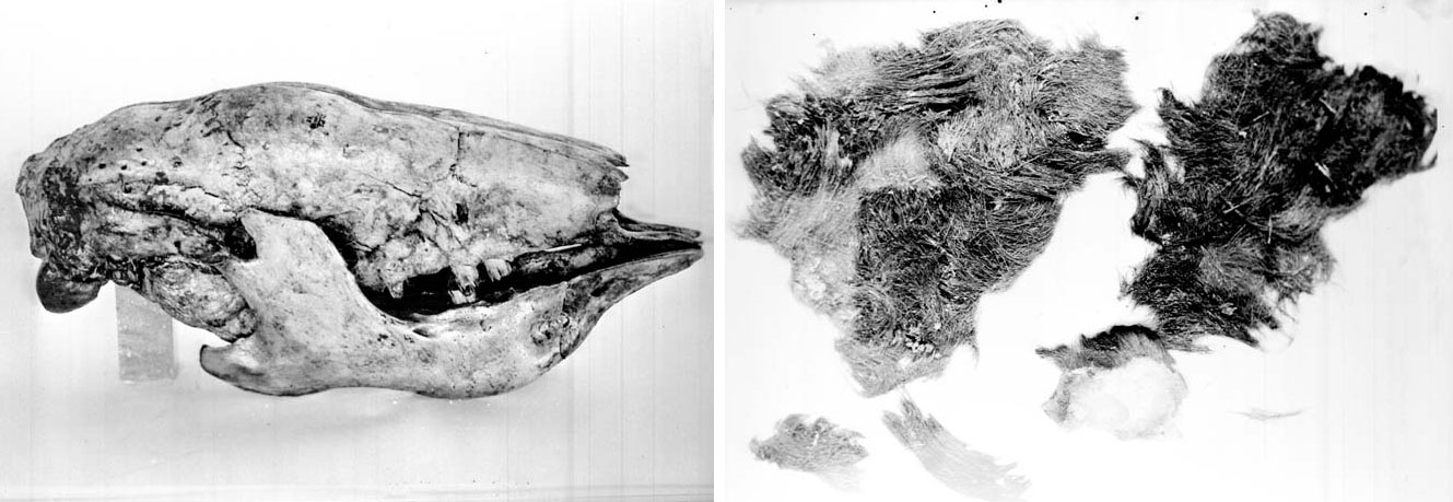 2-panel figure showing black-and-white photos of ground sloth fossils from Grand Canyon National Park, 1936. Panel 1: Skull of a ground sloth. Panel 2. Pieces of hide with attached hair.