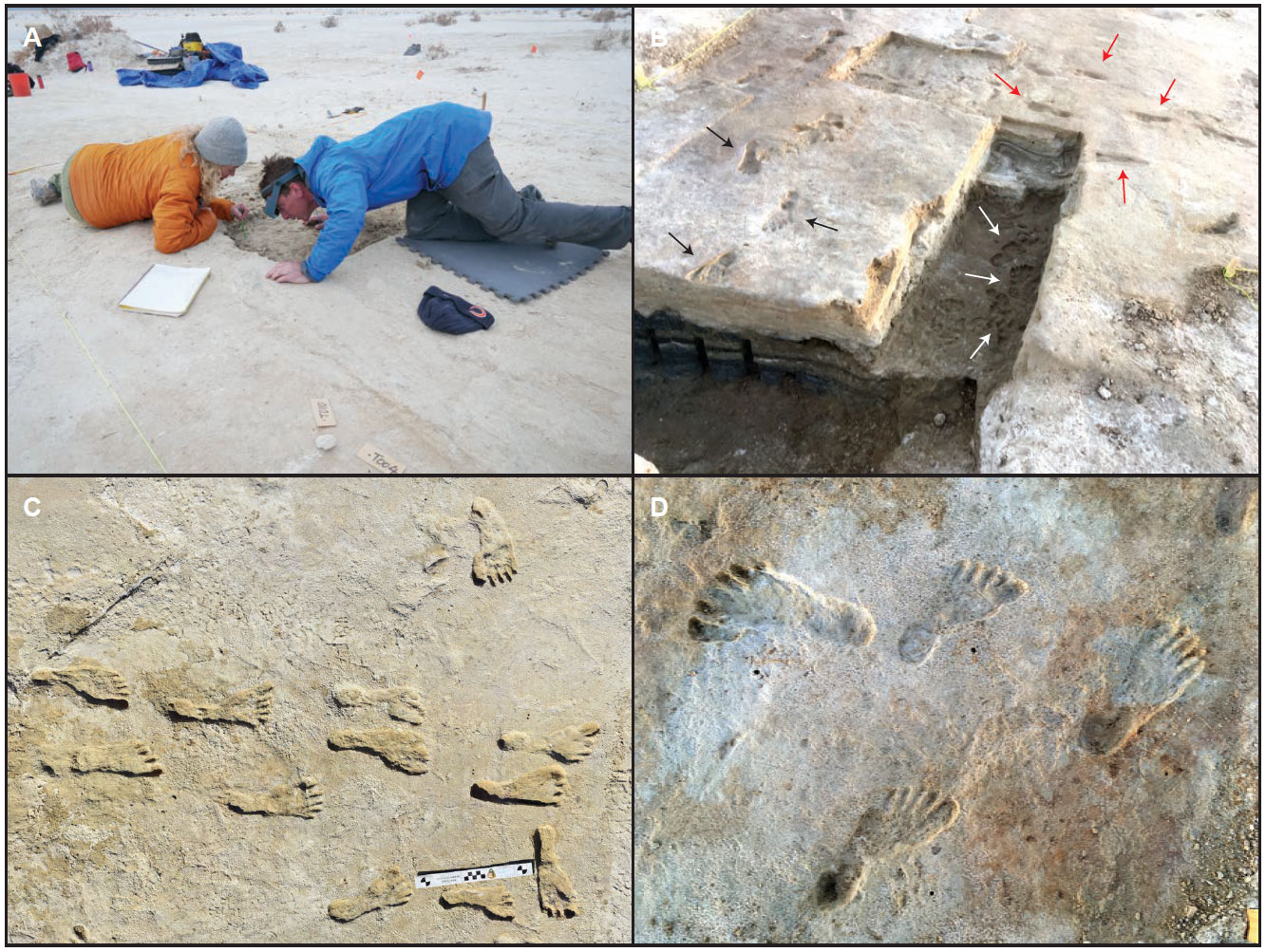 4-Panel image showing Pleistocene human tracks in White Sands, New Mexico. Panel 1: Scientists taking seed sample. Two people are resting on the ground near a shallow hole. There faces are close to the ground, as if they are looking at something. Panel 2: Whitish gypsum flats with several layers that preserve human footprints exposed. The oldest footprints are in a narrow rectangular trench while younger prints are at two higher levels. Arrows are used to indicate the prints. Panel 3: Picture of human footprints on flat ground. The footprints indicate that the humans were barefoot. Panel 4: Four human footprints on flat ground.