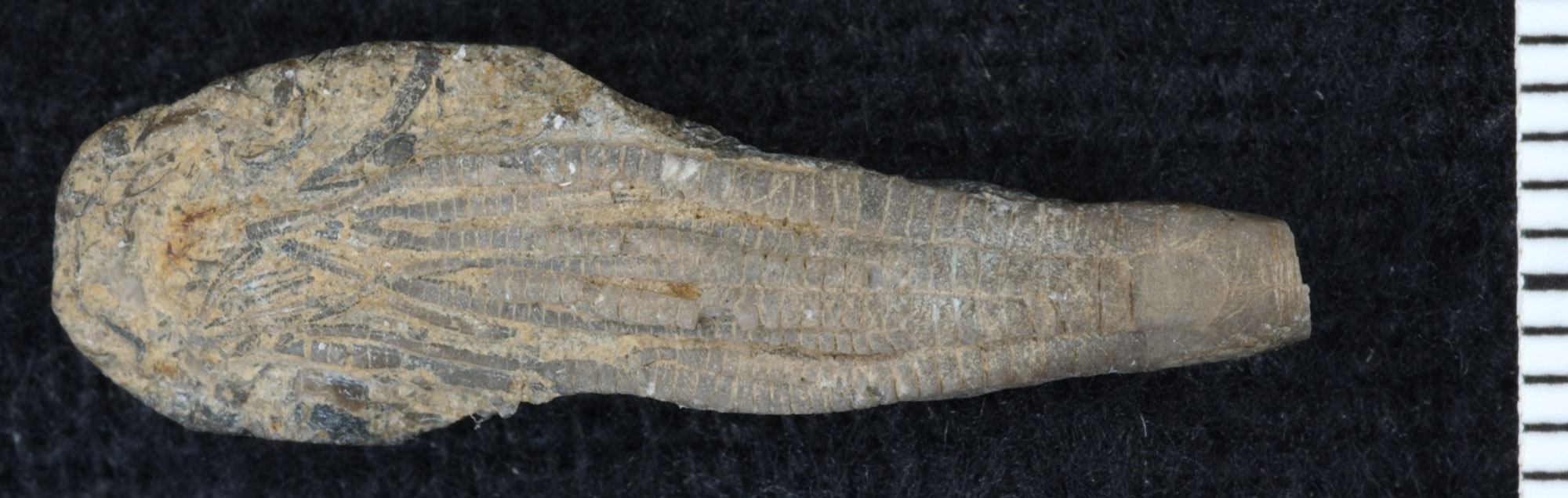 Photograph of a crinoid from the Ordovician of Utah. The specimen appears to preserve only the arms, with the ends of the arms on the left and the bases on the right. The arms are made up of a series of segments or plates. The scale bar is in millimeters (specimen probably around 2 to 3 centimeters long).