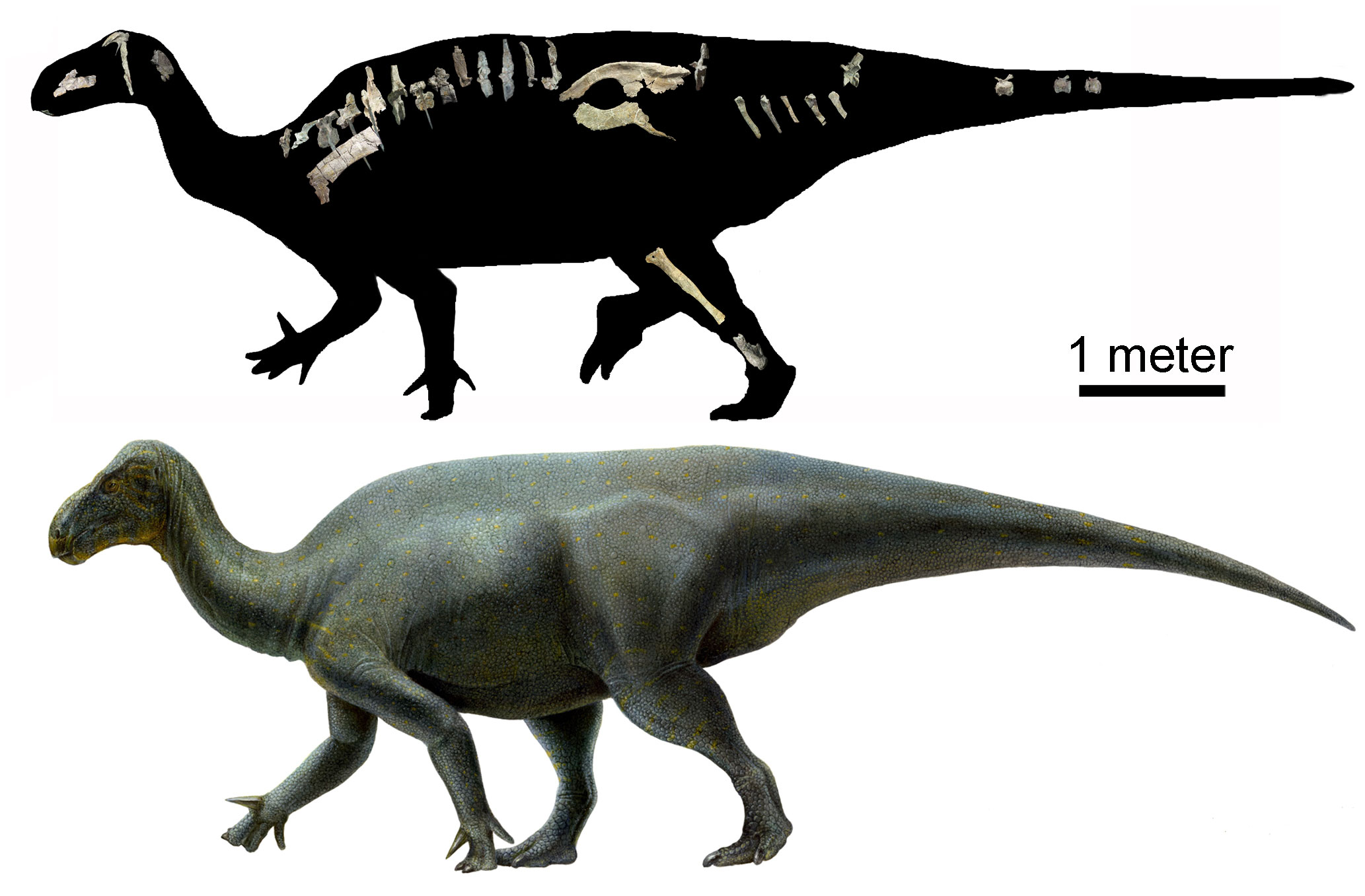 2-Panel figure showing illustrations of the hadrosuar (duck-billed dinosaur) Iguanacolossus from the Early Cretaceous of Utah. Panel 1: Silhouette of the animal with real bones superimposed in their life positions. Few bones were found, including some from the skull, the hind leg, the spine, the pelvis, the tail, and the shoulder. Panel 2: Reconstruction of the living animal. The animal is shown walking on four legs with tail extended straight backward off the ground. The neck is relatively long, the head is slightly elongated, and the mount is somewhat beak-like. The front feet has "thumbs" that look like spikes.