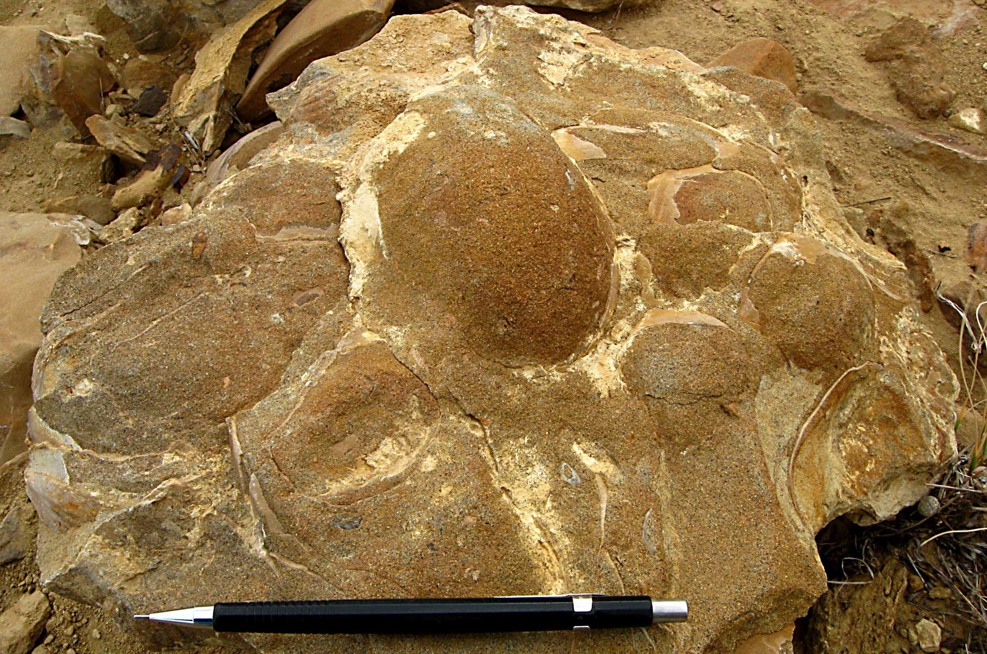 Photograph of fossil oysters from the Cretaceous Cliffhouse Sandstone, New Mexico. The photo shows some specimens with shells and some that are just rounded internal molds. A mechanical pencil is used for scale (shells are about as long as the pencil or shorter).