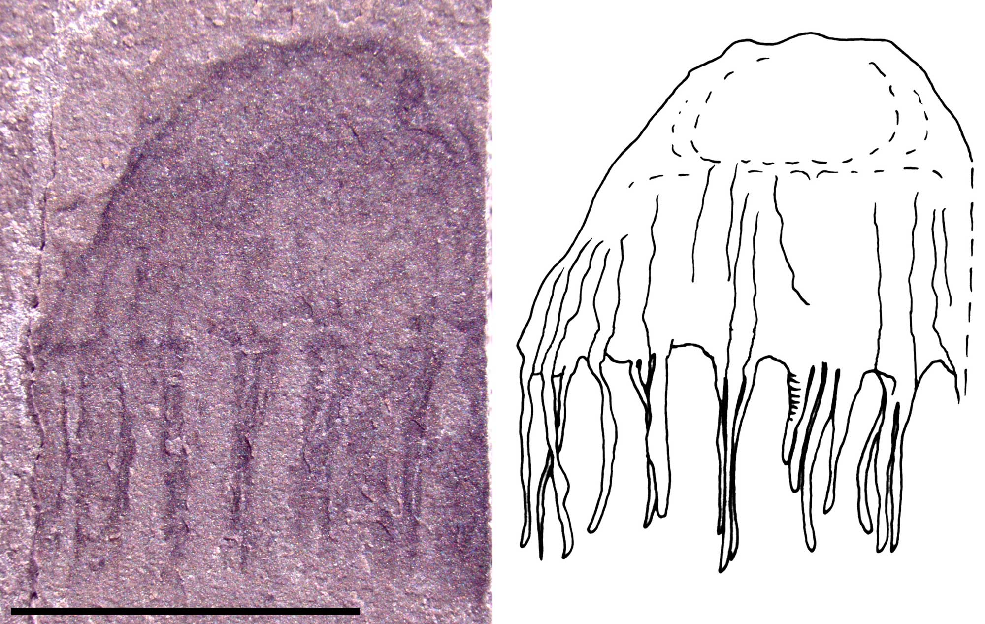 2-panel figure of a fossil jellyfish from the Cambrian of Utah. Panel 1: Photograph of a single specimen with a half-circle-shaped upper part and numerous short, narrow tentacles hanging down. Right: Line drawing of the same specimen. Scale bar indicates that the specimen is less than 1 centimeter wide.