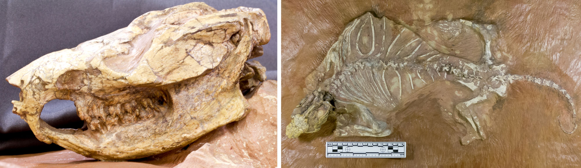 2-panel image showing photos of a fossil of the Jurassic mammal-like reptile Kayentatherium from Arizona. Panel 1: Photo of the skull showing long, rodent-like front teeth. Panel 2: Photo of the full skeleton partially embedded in rock matrix showing four legs and a medium-length tail.