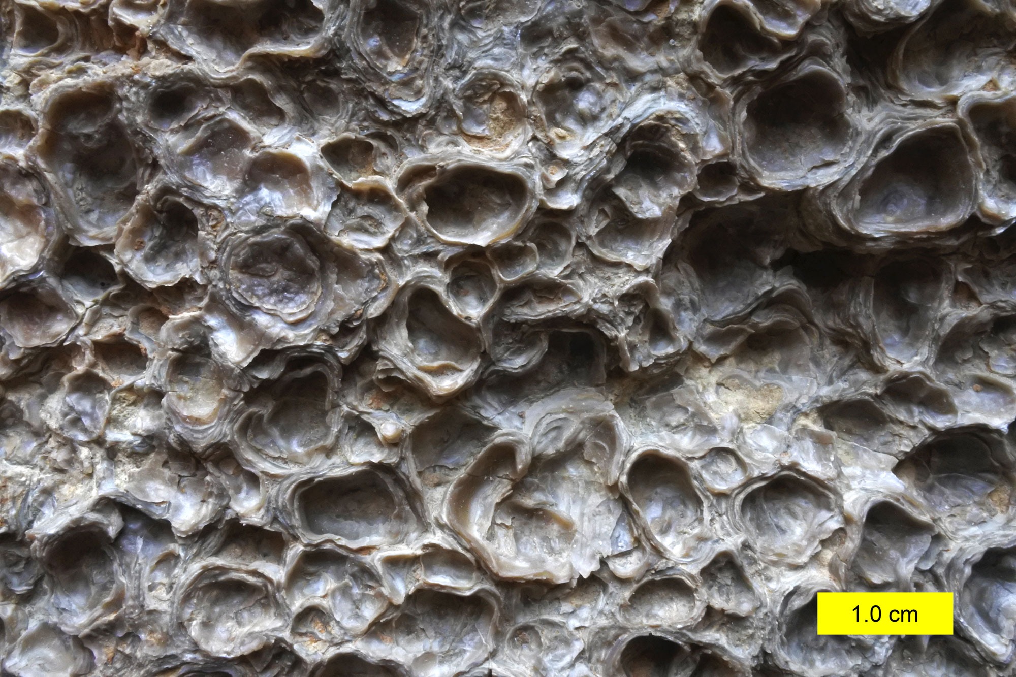 Photograph of a crowded cluster of small oysters from the Jurassic of Utah. The oysters look like depressions with raised rims. They are grayish in color. Scale bar in corner of photo is 1 centimeter (about the diameter of some of the individual oysters).