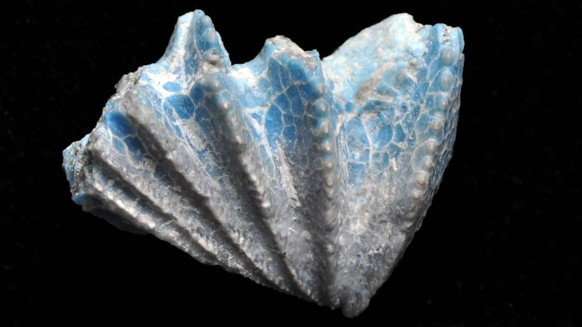 Photo of a lungfish toothplate from Petrified Forest National Park. The fossil is blue, gray, and white. The shape is triangular, and the surface appears folded or ribs, with teeth on the highest part of each fold or rib.