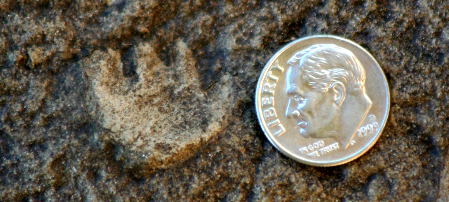 Photograph of a mammal footprint showing three toes and a thumb-like fourth toe from the Jurassic of Dinosaur National Monument. A dime is next to the track for scale (the track is about the same size as the dime.)