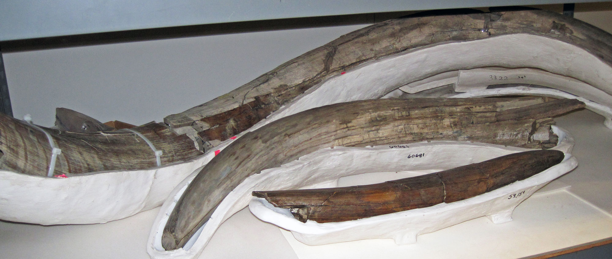 Photograph of mastodon tusks from Snowmass, Colorado. In this image, three tusks are shown, arranged from longest at the top of the image to shortest at the bottom.