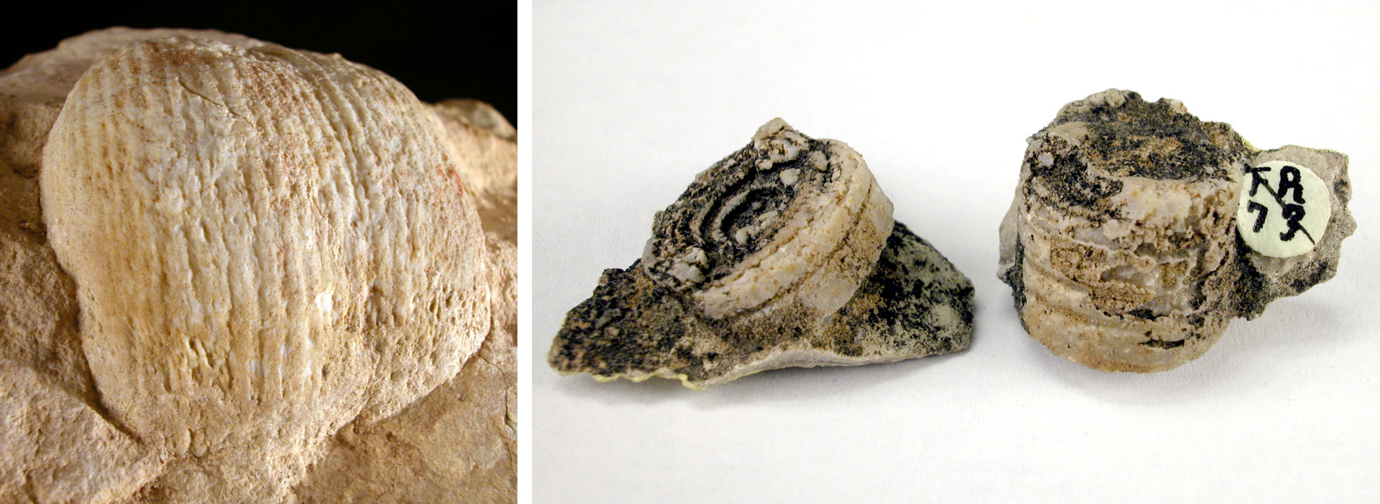 2-panel figure showing photos of fossil marine invertebrates from the Mississippian Kaibab Formation, Grand Canyon. Panel 1: Photo fo a brachiopod; one striated valve (shell) can be seen. Panel 2: Portions of crinoid stalks; each partial stalk is made up of several ring-shaped segments stacked on top of each other.