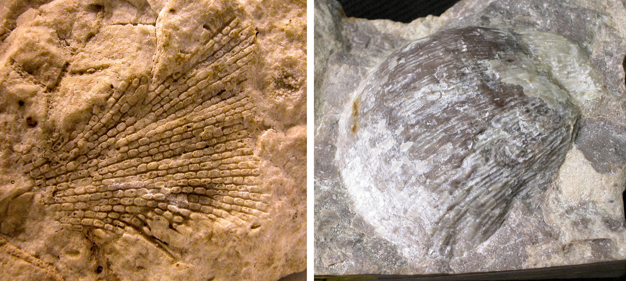 2-panel figure of Mississippian marine invertebrate fossils from the Redwall Limestone, Grand Canyon. Panel 1: Photo of a bryozoan. The fossil looks like a flat, netted impression in beige rock. Panel 2: Photo of a brachiopod. The photo shows a single striate valve preserved in gray rock.