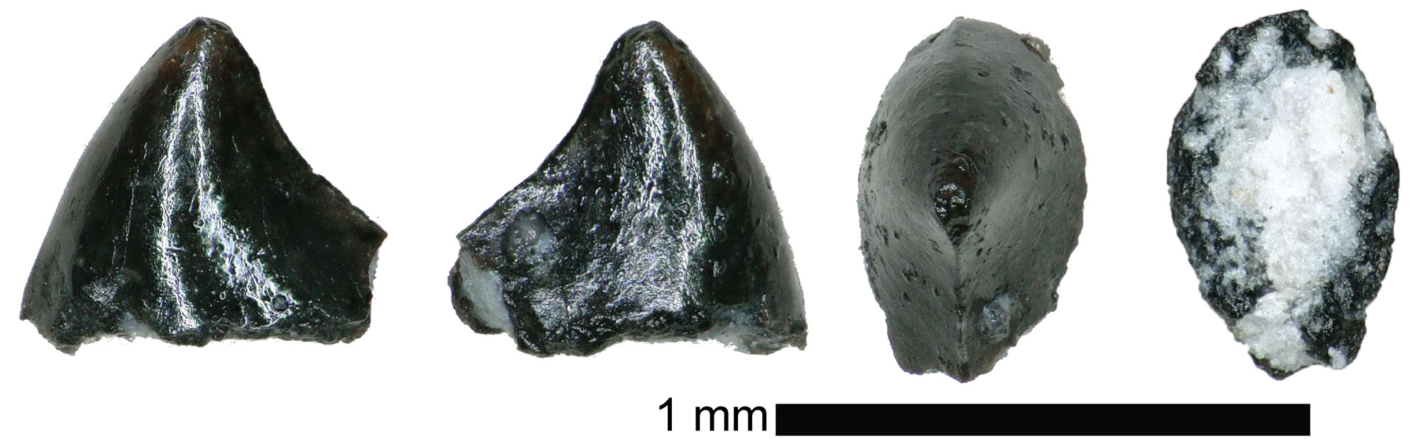 Image showing four photographs of a fossil marsupial (pounched mammal) tooth in four orientations, each side, top, and bottom. The tooth is black in color, conical and slightly curved in shape, with a slightly rounded point at the tip.