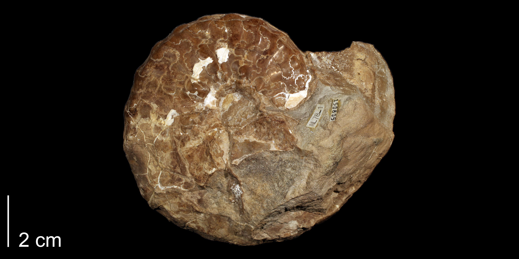 Photograph of the shell of an ammonite from the Cretaceous of New Mexico shown in side view. The shell is medium brown in color and spiraling in one plane. The sinuous ammonitic sutures can be seen.