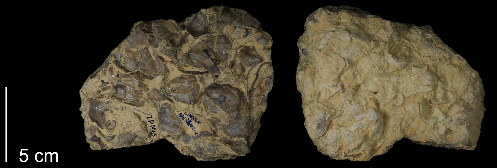 Photograph of a rock preserving multiple Cretaceous oysters from Colorado. The rock is light brown or beige. One one side, dark brown oyster shells can be seen. On the other side, oyster shells blend in with the rock.