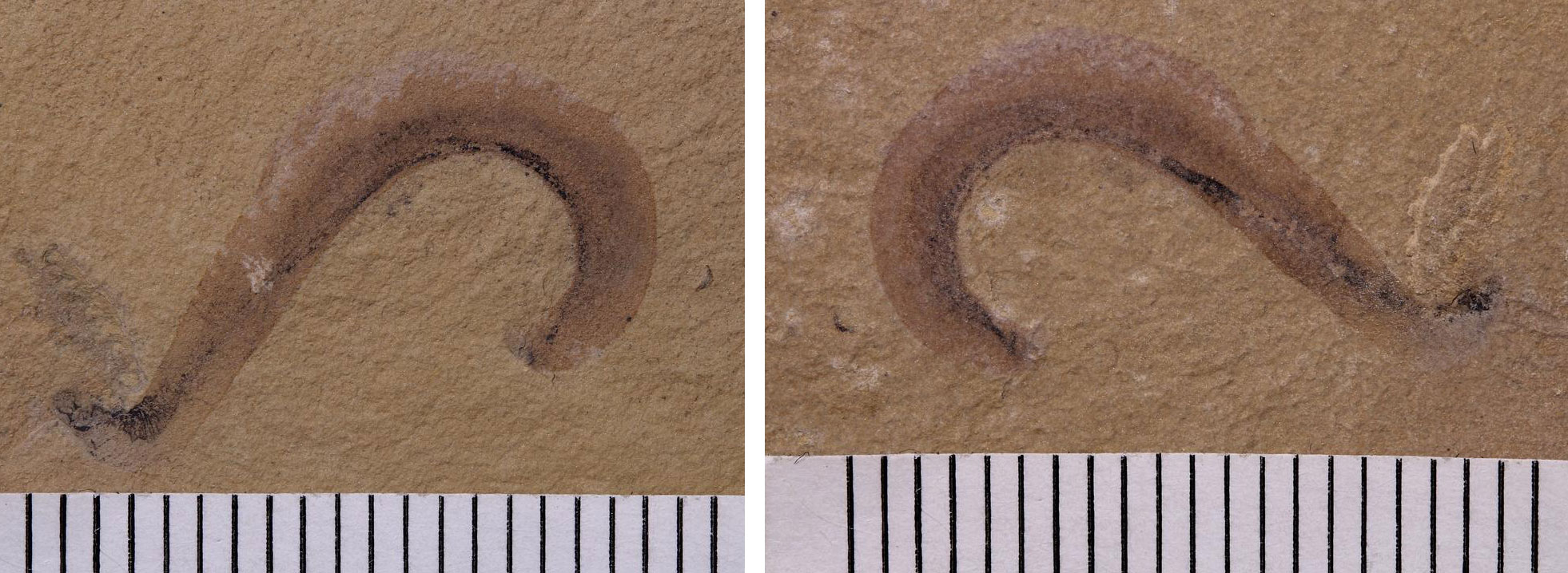 2-Panel image showing photos of a fossil worm from the Cambrian of Utah. Panels show part and counterpart of the same specimen. The worm is preserved in an S-shape and a dark line can be seen on its body.