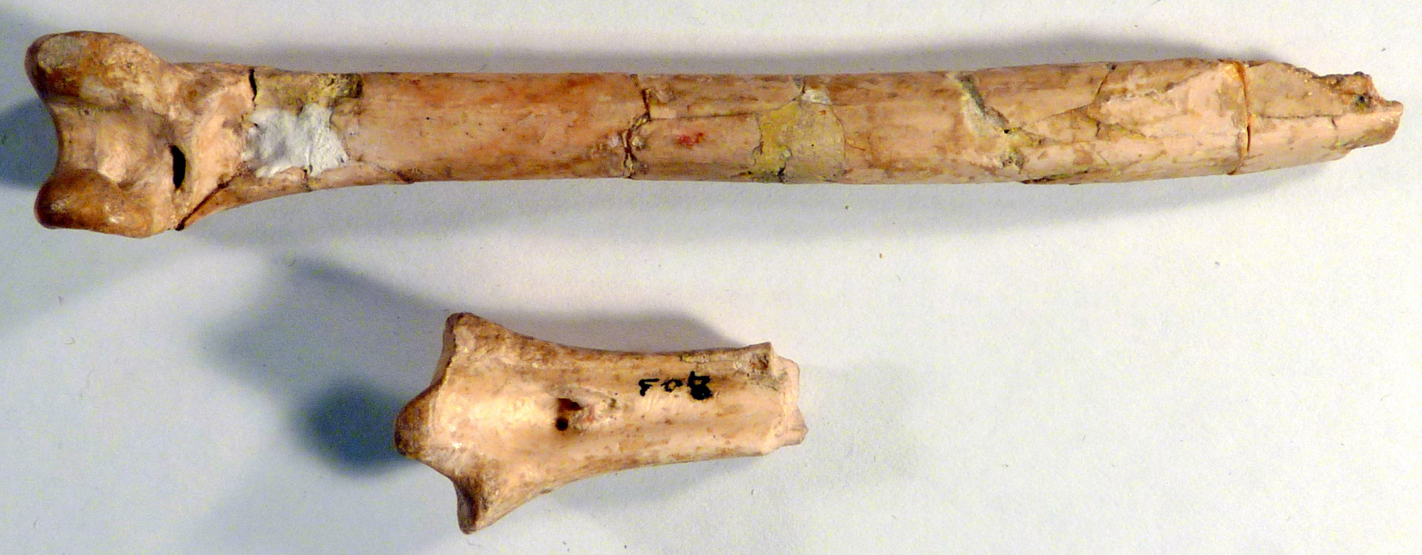 Photograph of bones of a vulture from the Paleogene of eastern Colorado. Two partial limb bones are shown.