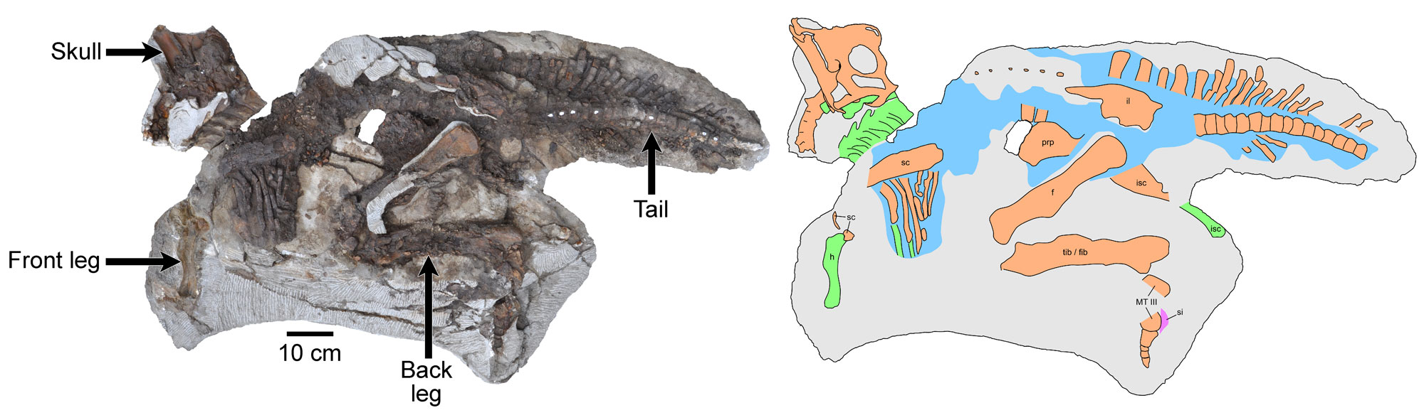 2-panel image of a juvenile Parasaurolophus (a hadrosaur or duck-billed dinosaur) from Utah. Panel 1: Specimen partially embedded in rock matrix with the skull, front leg, back leg, and tail labeled. Panel 2: Drawing of the same specimen with bones color-coded to indicate preservation as bone, bone impressions, weathered bone, and skin.