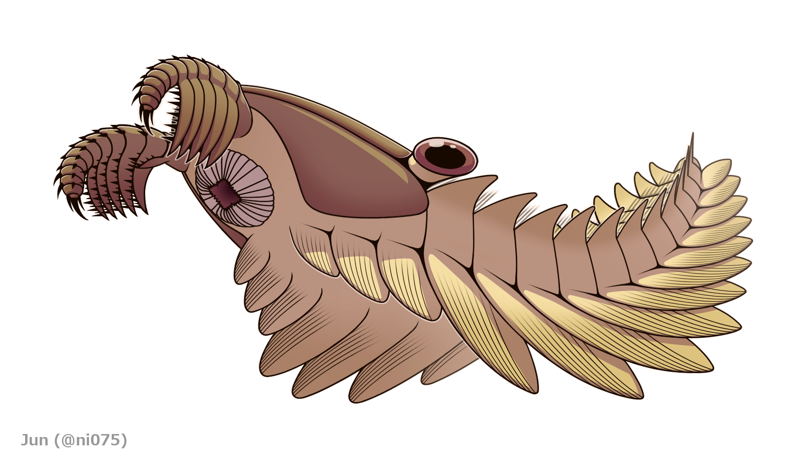 Color drawing of a radiodont from the Cambrian of Utah. The animal has a slightly elongated head with bristly appendages curving slightly downward off the front underside. Underneath the head is a round mounth-like structure. The eyes extend from the sides in the top-back of the head. The remainder of the body is made up of repeating segments, each with short spines projecting off either side towards the top and paddle-like extensions attaching off each side toward the bottom. The animal has no legs.