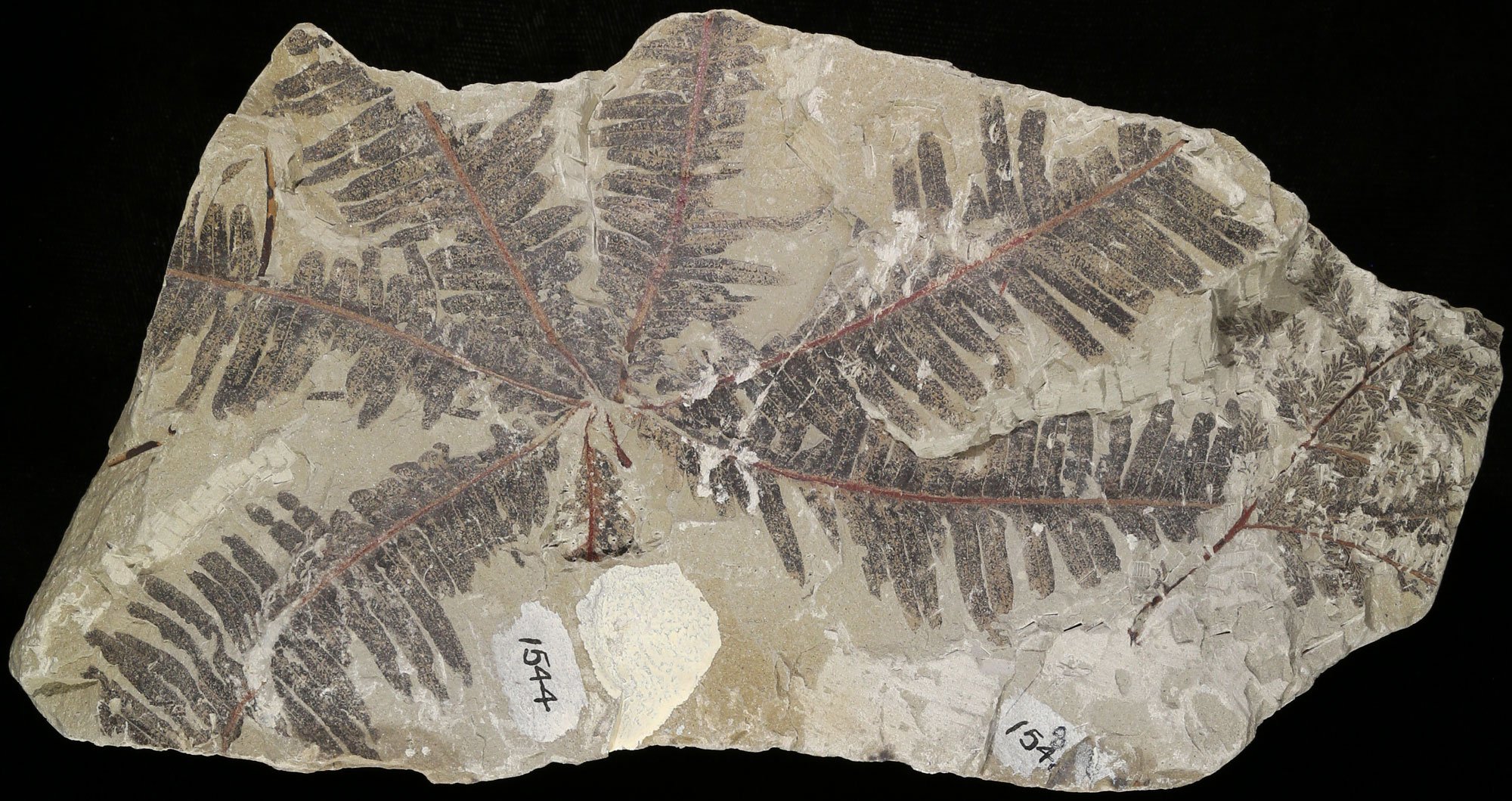 Photograph of a piece of rock from the Chinle Formation of Arizona with two fern fronds on its surface. The larger frond on the left is palmately compound with pinnately compound divisions. The frond on the right is smaller and two- to three-times pinnately compound.