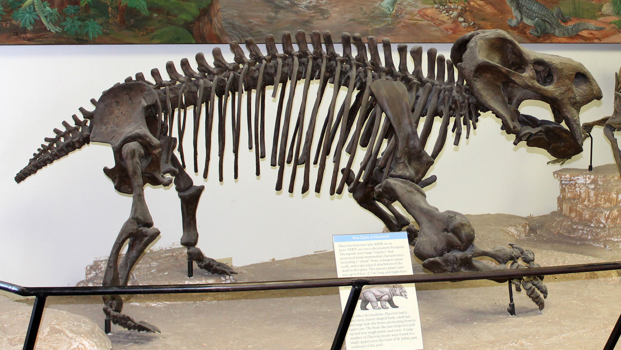 Photograph of a cast of the skeleton of Placerias on display at Petrified Forest National Park. The animal is stout with four legs and a bizarre skull. The skull features two large, tooth-like projections in the maxilla (upper jaw), one on each side of the face.