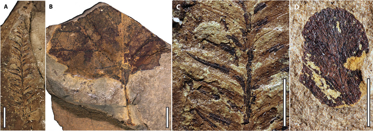 4-panel image showing photos of a selection of plant fossils from the Late Cretaceous of Utah. Panel 1: A small cover branch with needed-like leaves. Panel 2: An angiosperm leaf with a broad blade, a stalk, and a toothed margin. Panel 3: Detail of a small conifer branch with needle-like leaves. Panel 4: A round leaf with dark veins that are difficult to see.