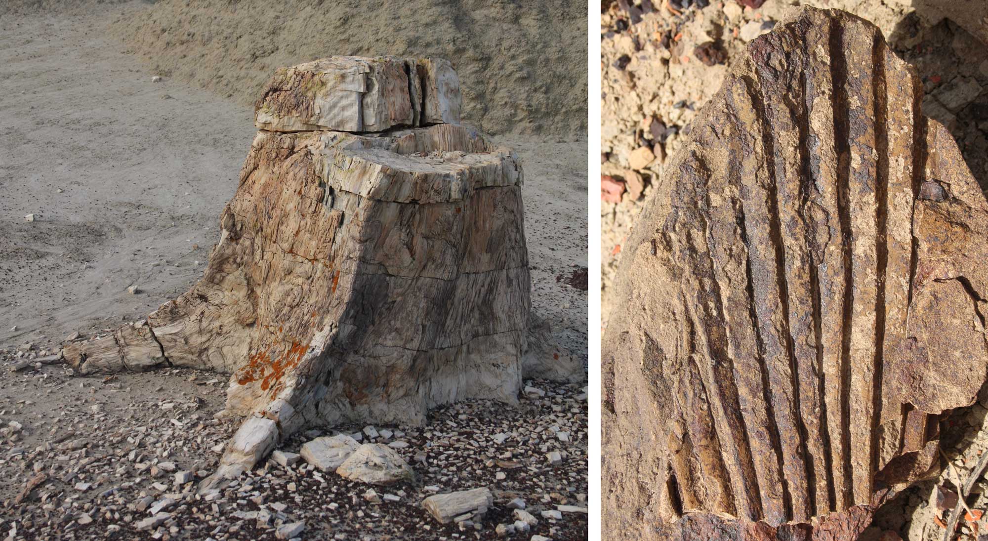 2-panel figure showing photos of Cretaceous plant fossils from the San Juan Basin of northern New Mexico. Panel 1: A petrified tree stump. Panel 2: Impression of a palm leaf, showing plicate structure. In other words, the leaf looks like it is folded like a folding fan.