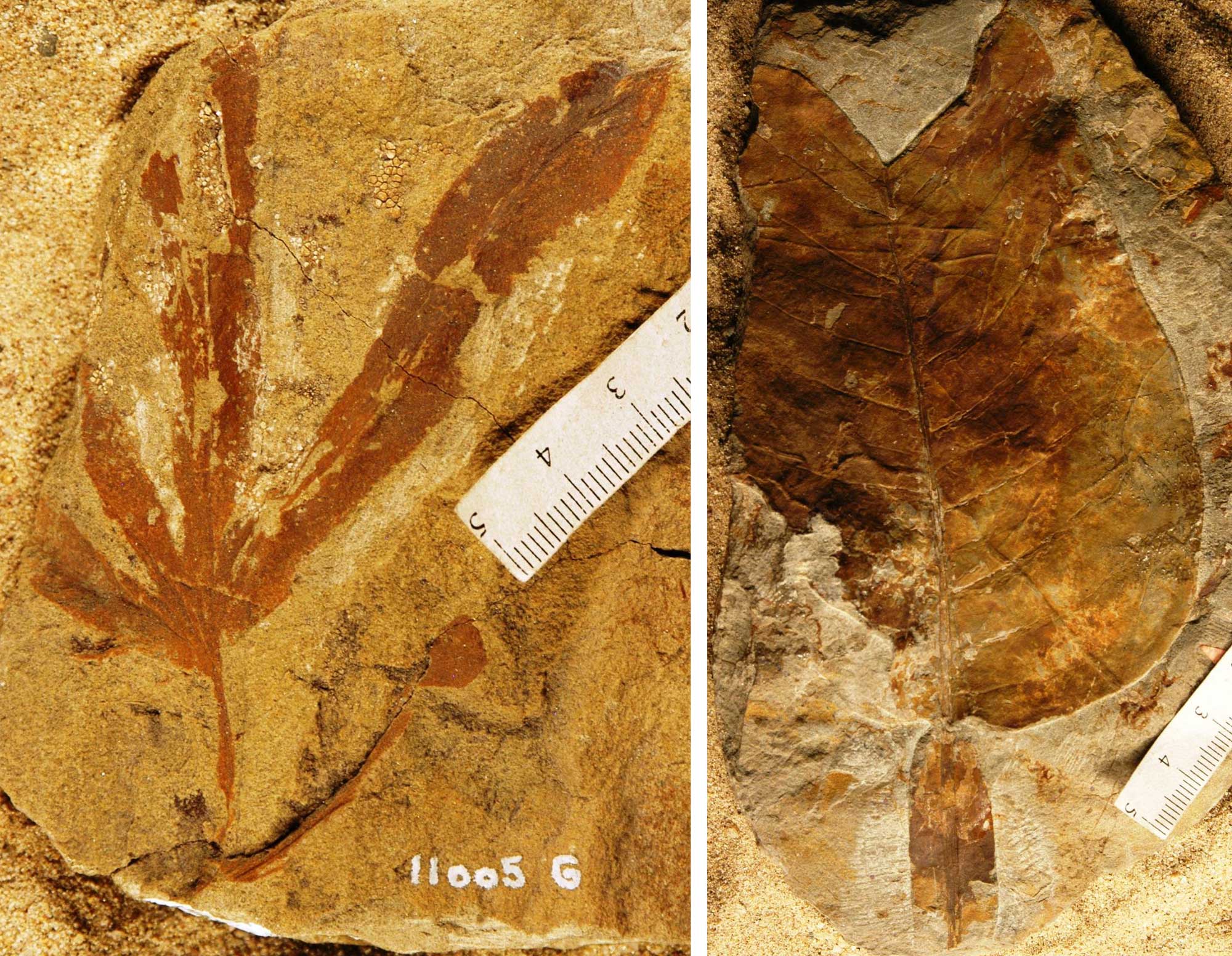2-panel figure showing photos of leaf fossils from the Late Cretaceous of Colorado. Panel 1: Part of a leaf of a climbing fern; the leaf is palmately dissected into about four lobs. Panel 2: Leaf of a tulip poplar, a type of tree. The leaf has a bilobed tip and a winged stalk.