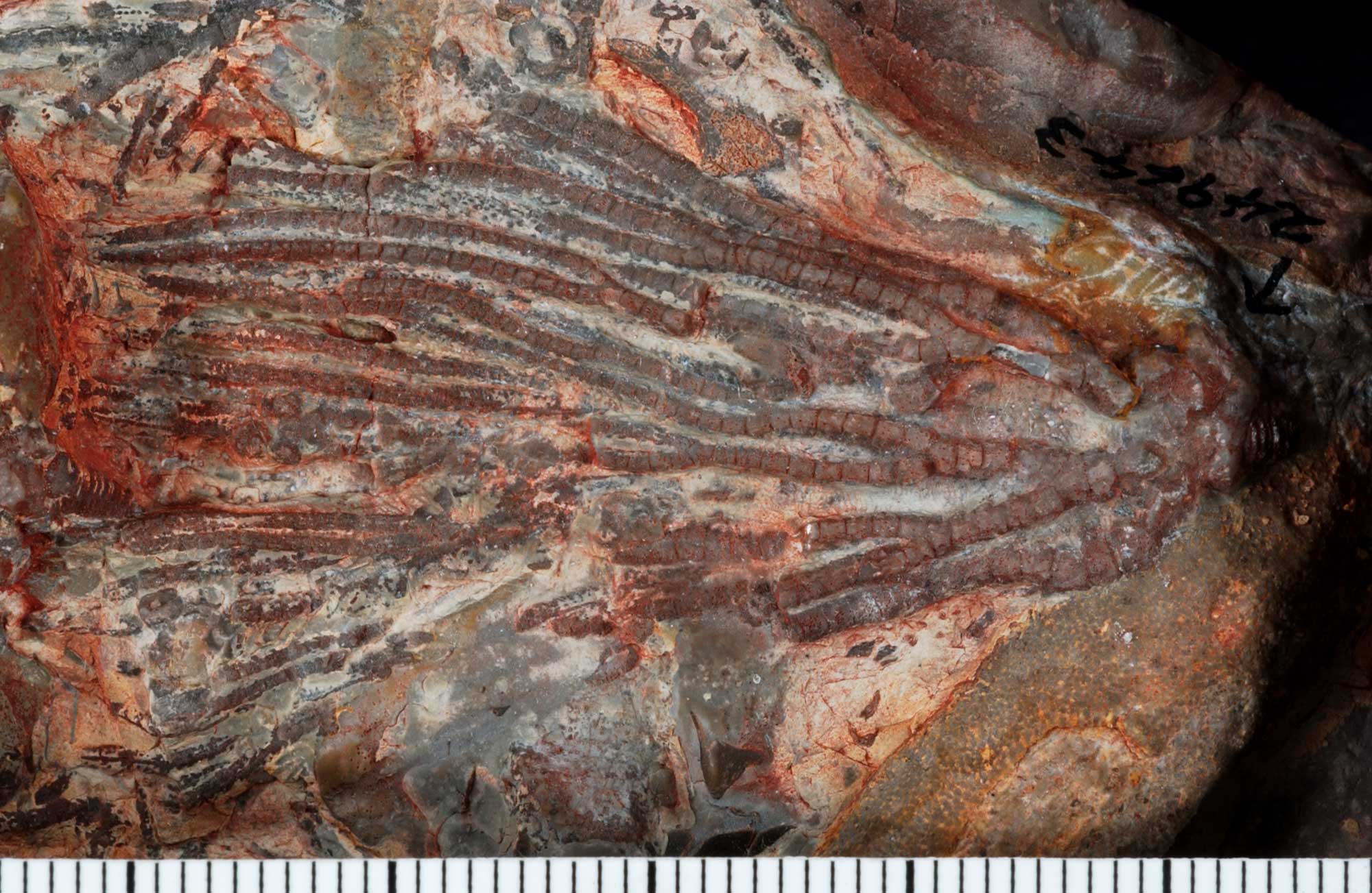 Photograph of an Orodvician crinoid from Utah. The fossil is deep red-brown and consists of may radiating arms. The specimen is oriented horizontally, with the base to the right and the tips of the arms to the left.