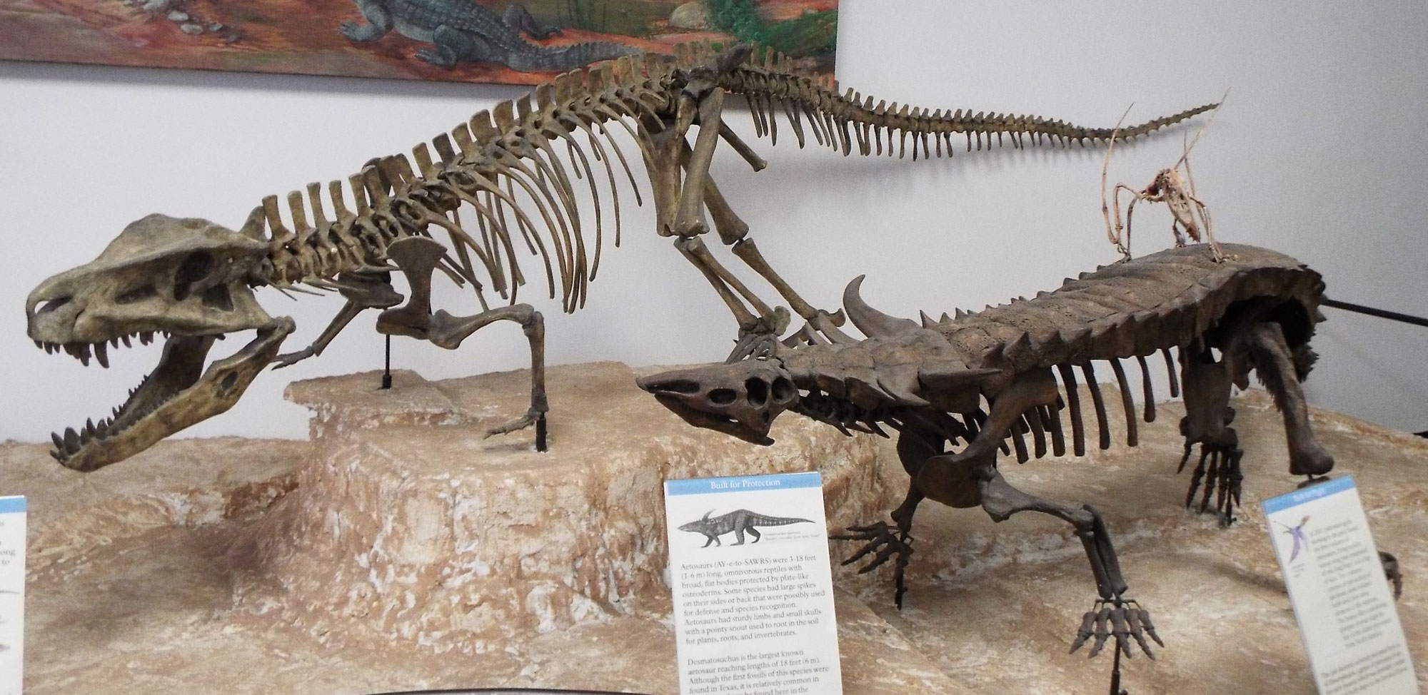 Photograph of a display of casts of vertebrate skeletons on display at Petrified Forest National Park. In the display are the bipedal Postosuchus, a carnivore; the four-legged, armored Desmatosuchus; and a small pterosaur (flying reptile) on the back of the Desmatosuchus.
