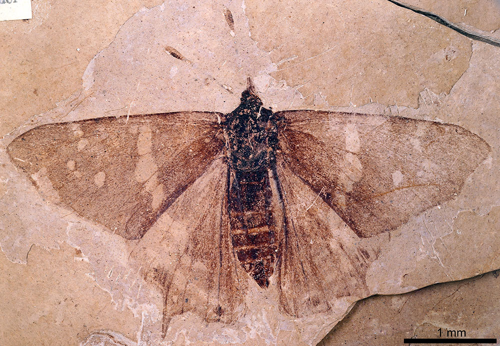 Photo of a fossil butterfly from the Eocene of Florissant, Colorado. The fossil is relatively complete, showing the body (back/dorsal side), both wings, and two antennae.