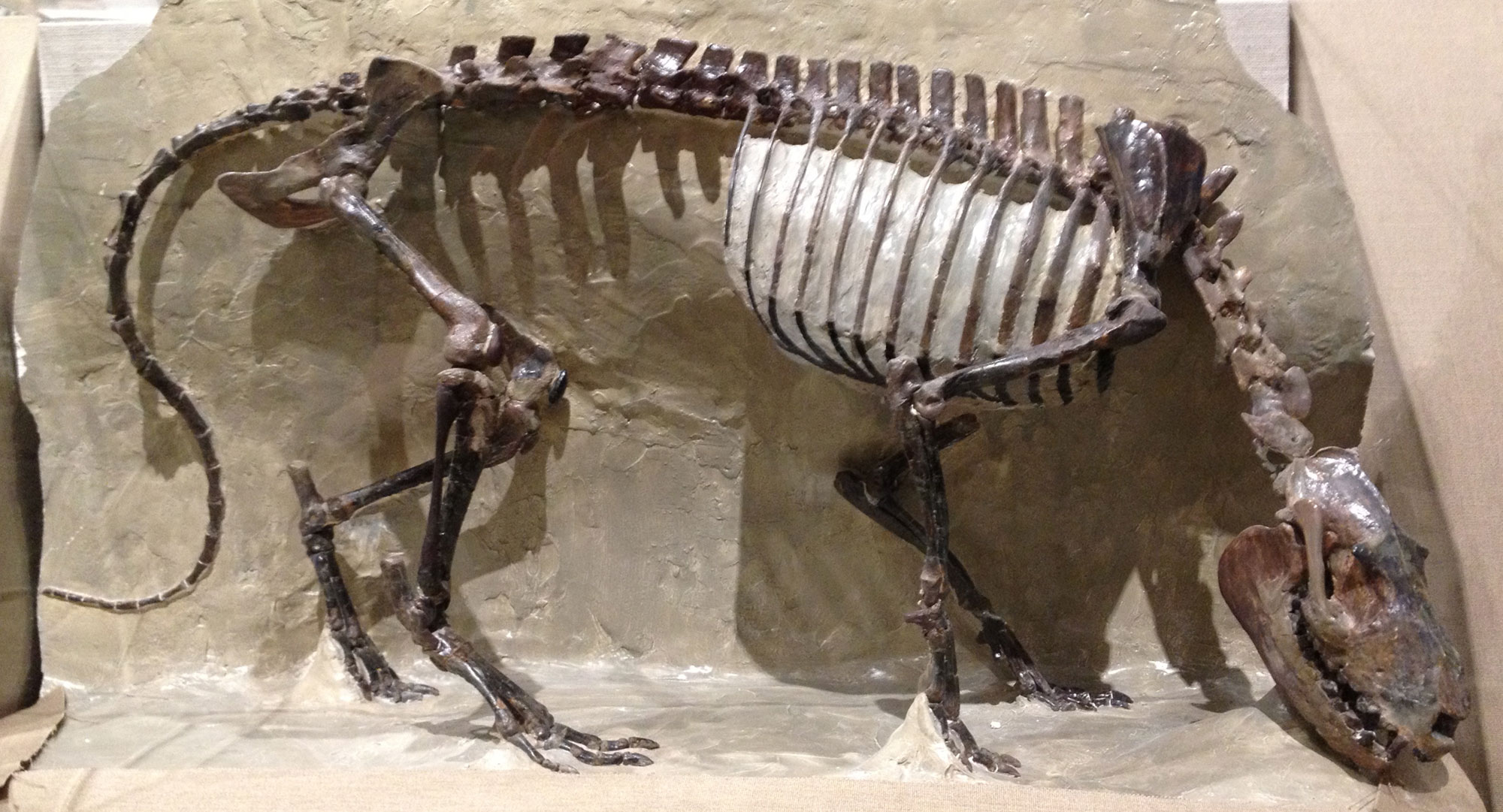 Photograph of a reconstructed mammal skeleton on display in a museum. The mammal is a herbivore that has four legs, a large rectangular skull, a medium-length neck, and a relatively long tail. The feet have toes, not hooves.