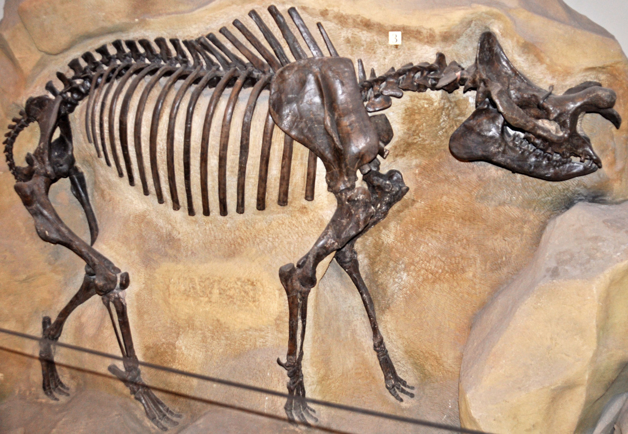 Mounted skeleton of a titanothere on display in a museum. The titanothere is an extinct mammal with a large, rhino-like head. It has bony projects on the top front of its face. It walked on four legs, had a short tail, and had toes (not hooves). It was a large animal that ate plants.