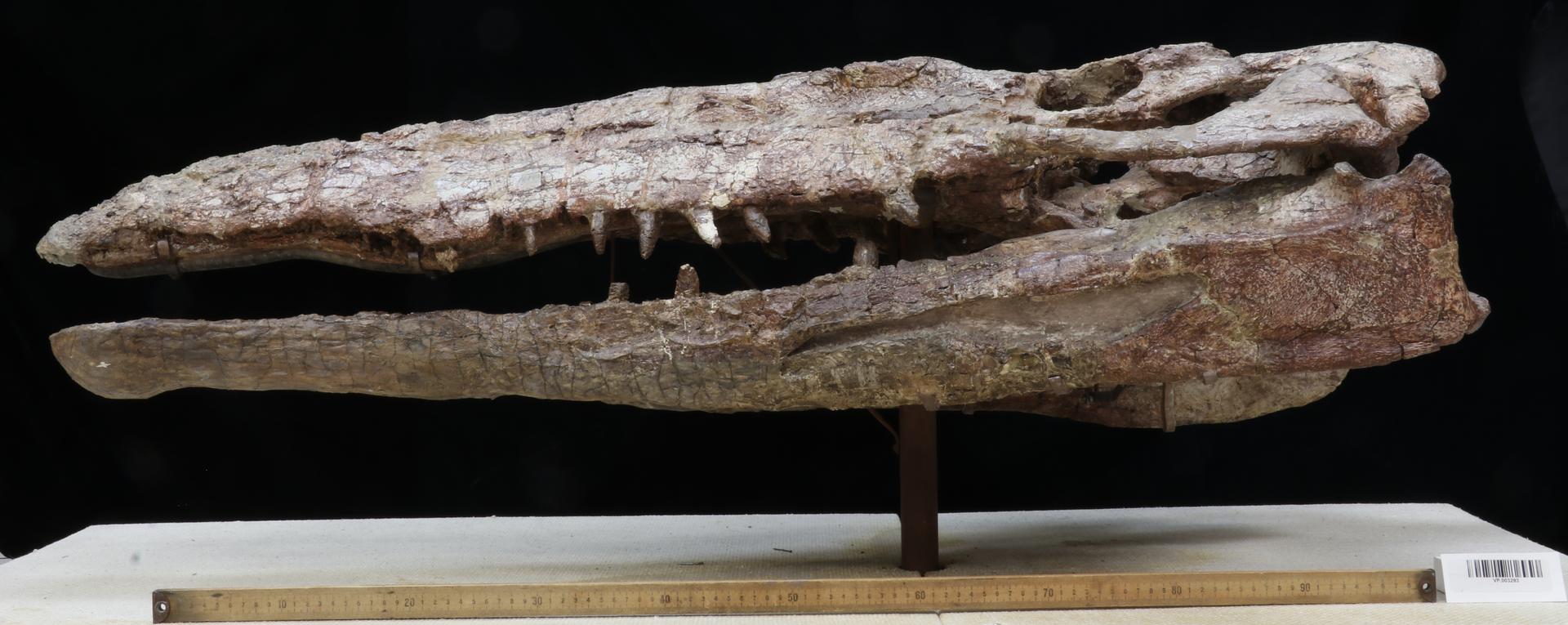 Photograph of the mounted skull of a phytosaur from the Triassic of east-central New Mexico. The skull is shown from the side. It is flattened and elongated with pointed teeth. The eyes were near the top of the head.