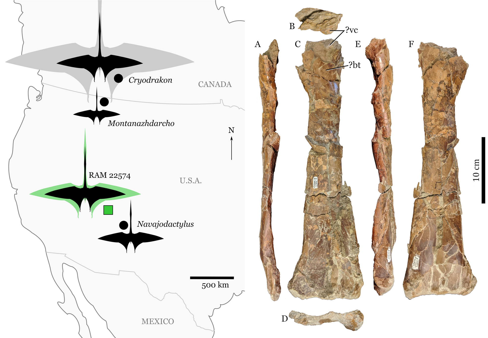 2-panel figure about pterosaurs from the Late Cretaceous of western North America. Panel 1: Map of western North America showing locations of four pterosaur finds. In the southwest, Navajodactylus was found in northern New Mexico and a larger, unnamed pterosaur was found in Utah. Panel 2: Photos of a bone from a Cretaceous pterosaur found in Utah; it might be an ulna, one of the forearm bones.
