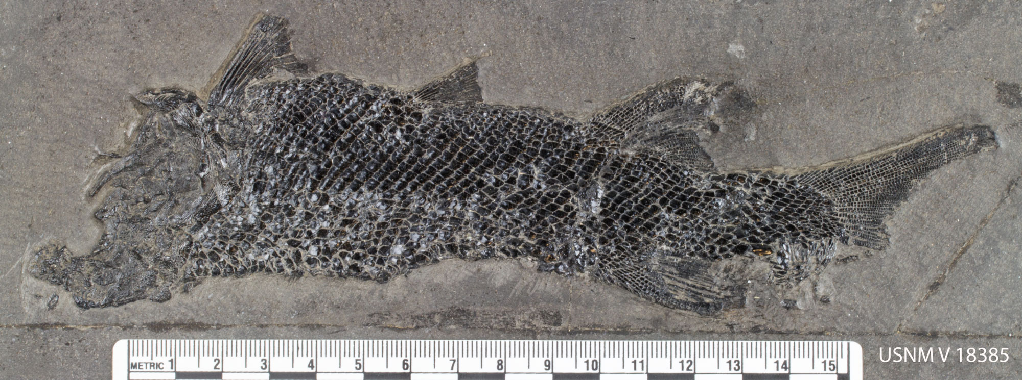 Photo of a fossil of the fish Redfieldia from the Triassic of Virginia. The head of the fish is only partially preserved. The body is covering with diamond-shaped scales. There appear to be three finds on the fish's back, maybe a fin on the bottom of the body near the tail, and an asymmetrical tail fin.