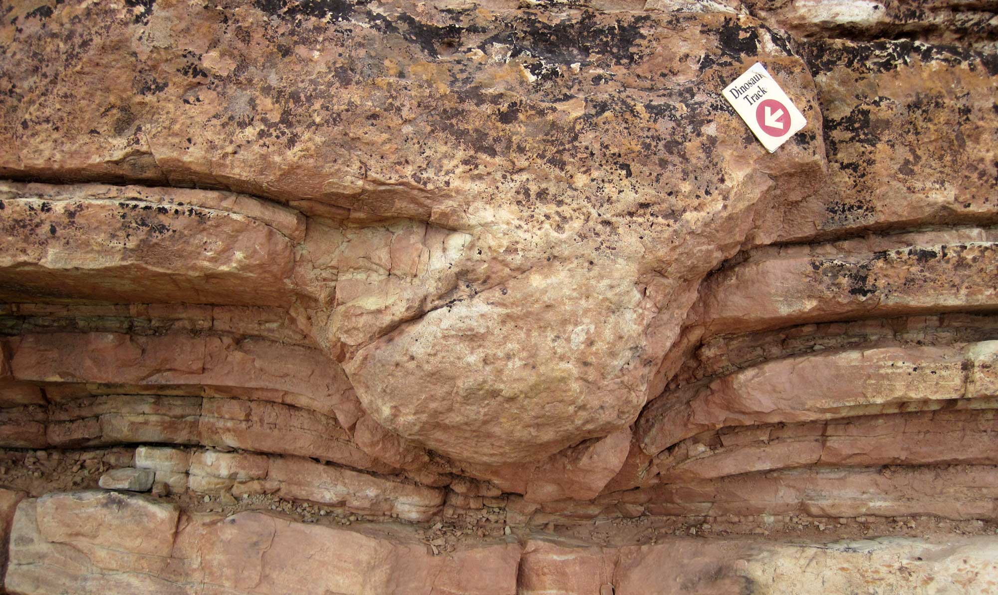 Photograph of a sauropod track from the Jurassic of Dinosaur Ridge in Colorado. The photo shows a light orange vertical rock face with an overhanging ledge. Part of the ledge abruptly bulges downward. This bulge is the track.