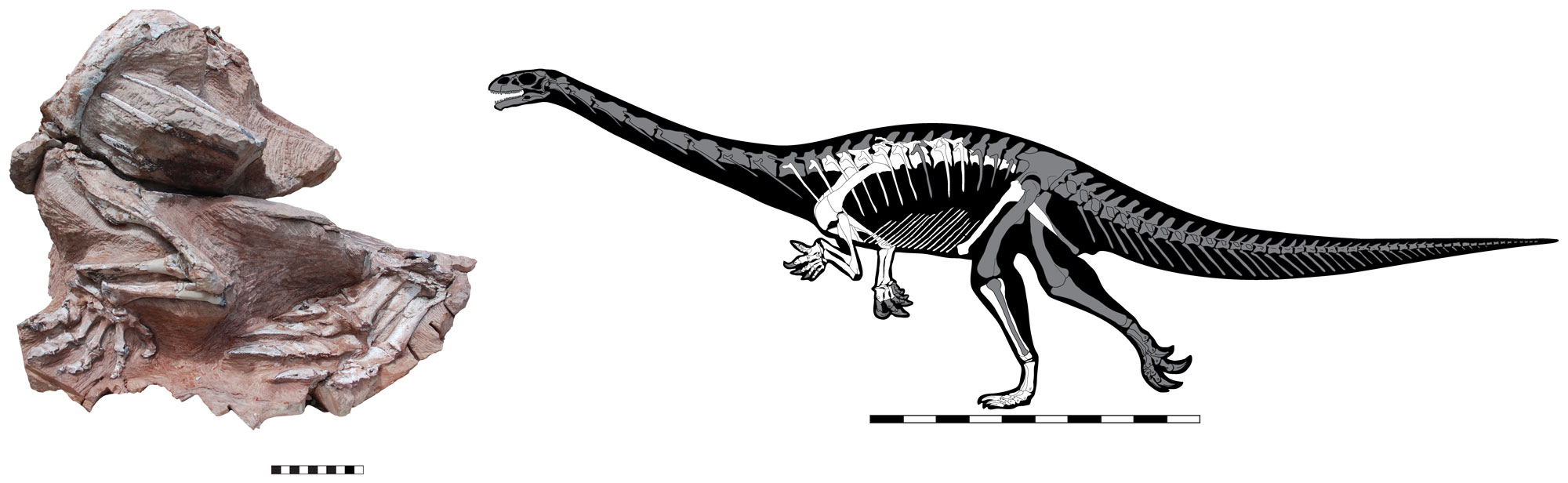 2-panel figure of the Early Jurassic prosauropod Seitaad reussi from New Mexico. Panel 1: Photograph of one side of the fossil specimen of the dinosaur, which clearly shows two feet and part of an arm. Panel 2: Illustration showing a reconstruction of the skeleton in a silhouette of the living dinosaur. The dinosaur is bipedal (walks on two legs) with a long neck, small head, and long tail.