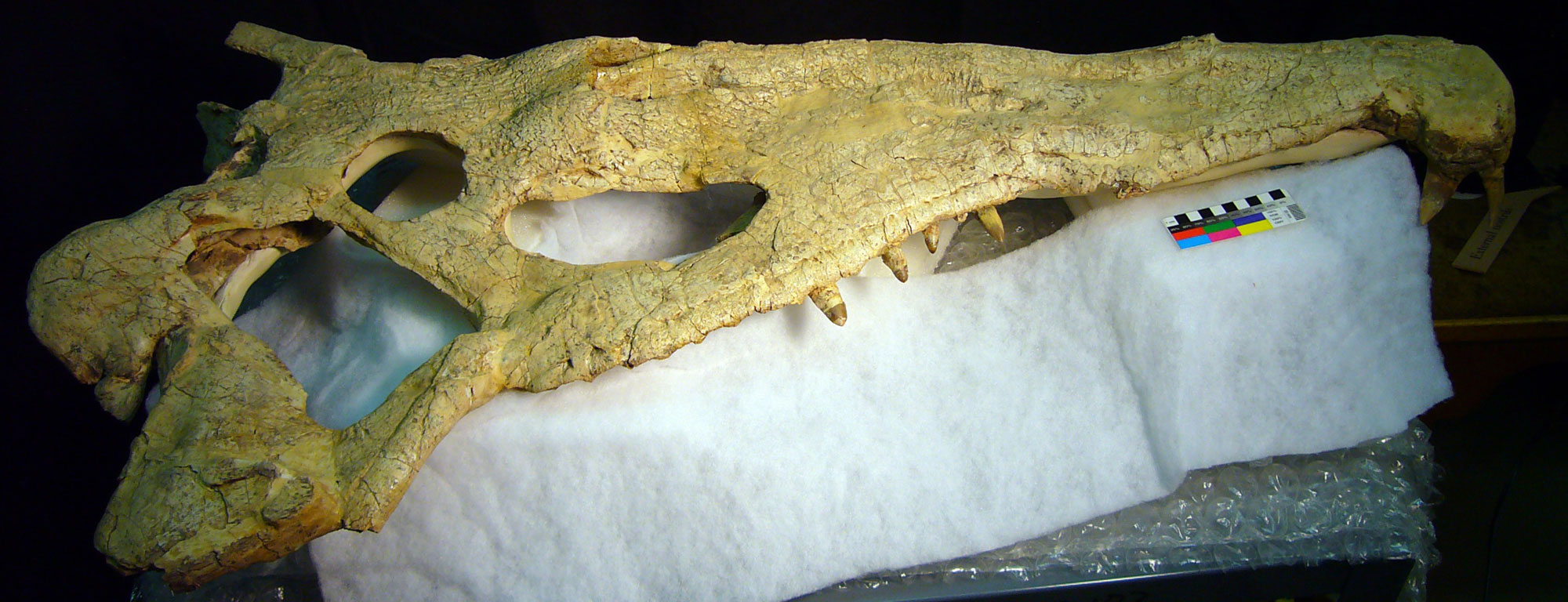 Photograph of the upper part of a skull of the phytosaur Smilosuchus. The skull is elongated and flat with pointed teeth and looks crocodile-like.