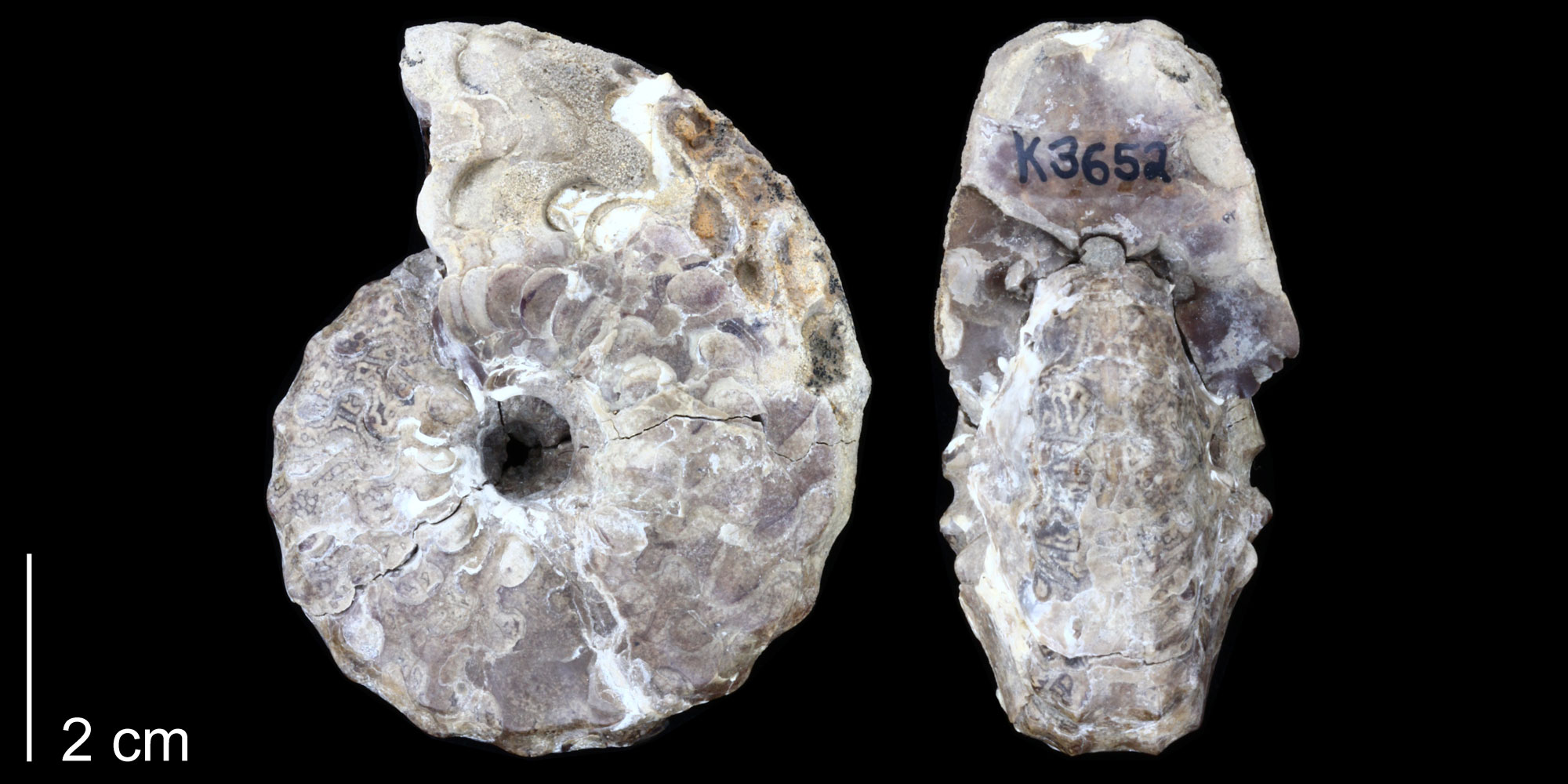 Photographs showing two views of an ammonite shell from the Cretaceous of New Mexico. The shell is spiraling in one plane. It is showing in side (left) and end (right) views. The sinuous suture pattern can be seen. The shell is light gray.